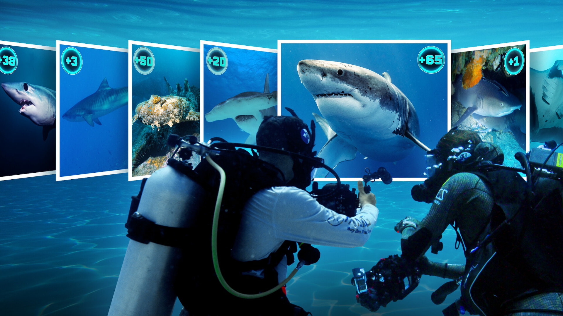 Backdrop for All the Sharks