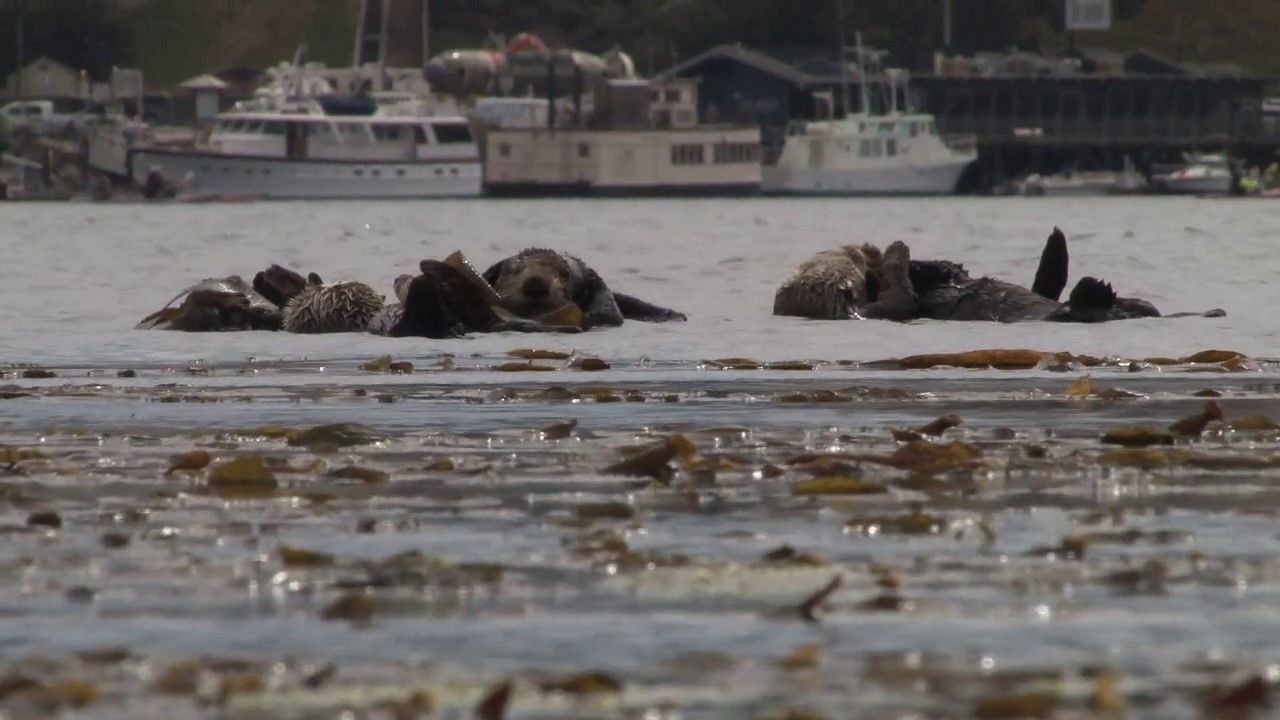Backdrop for No Otter Zone