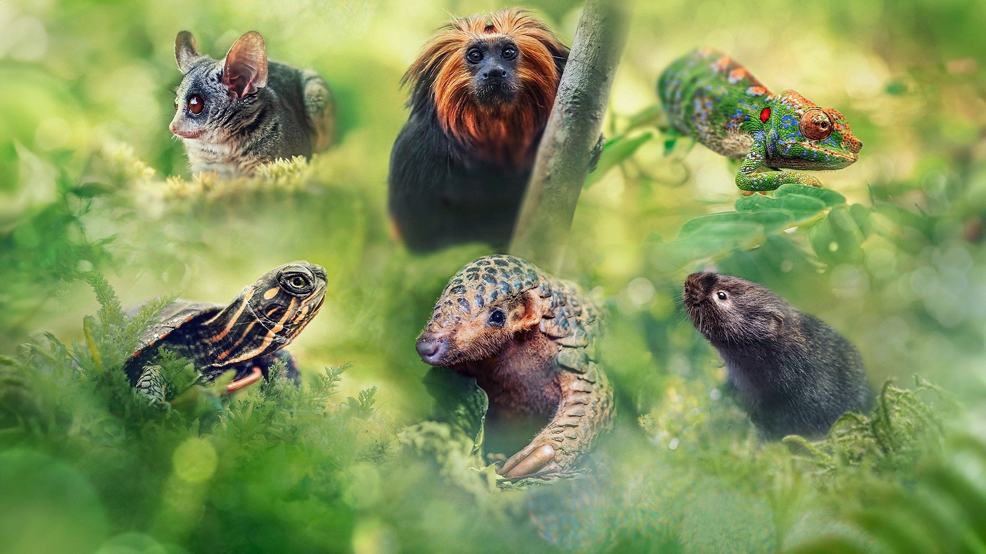 Backdrop for Big Little Journeys