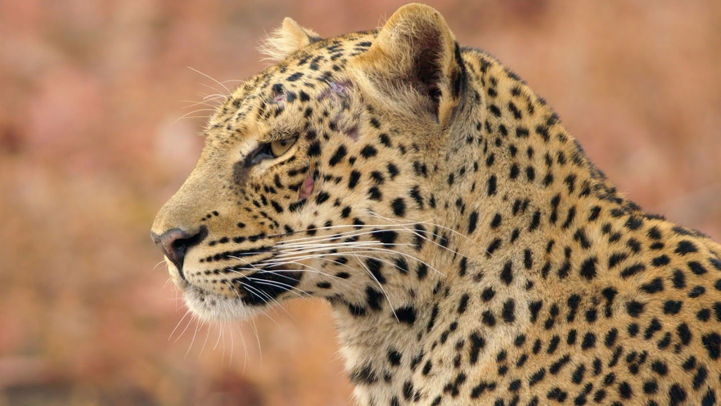 Backdrop for Zambia Untamed