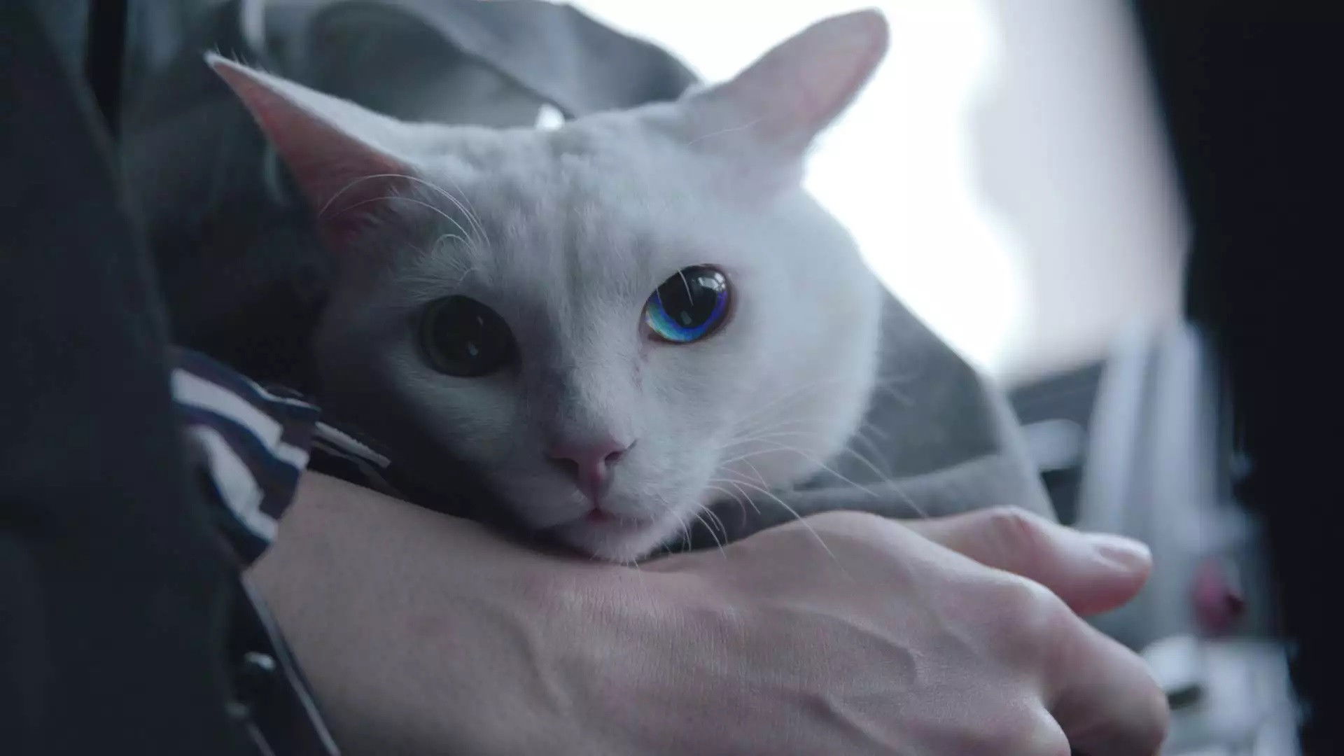 Backdrop for I'm a cat!