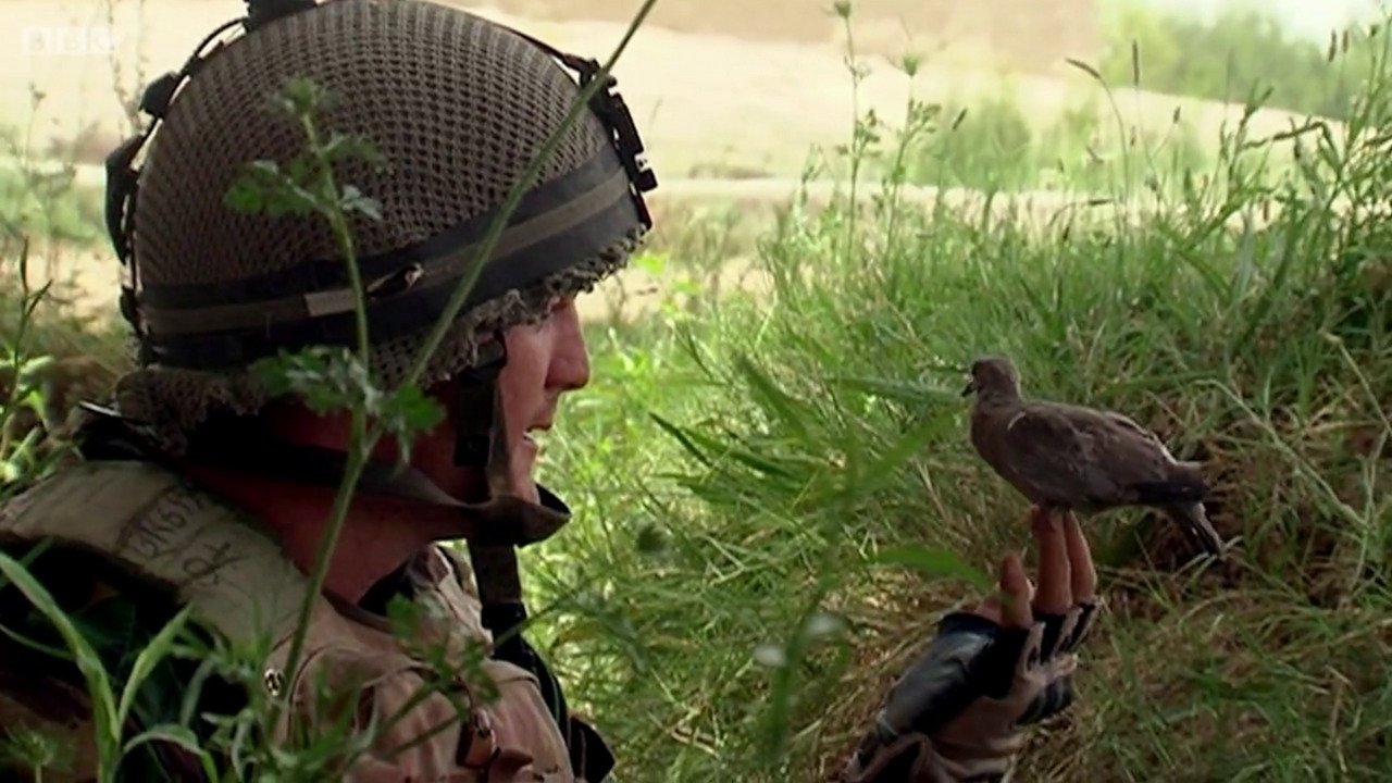 Backdrop for Bitter Lake