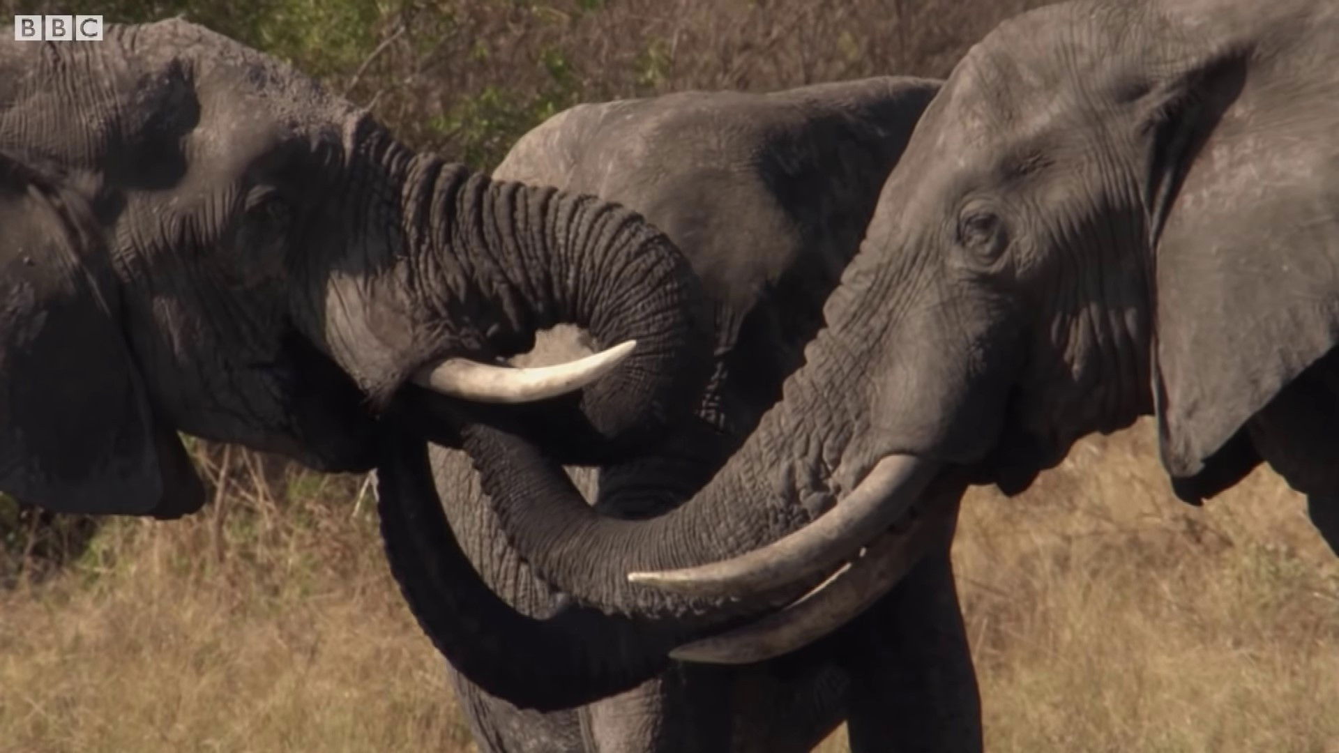 Backdrop for Botswana: Trouble in the Elephant Sanctuary