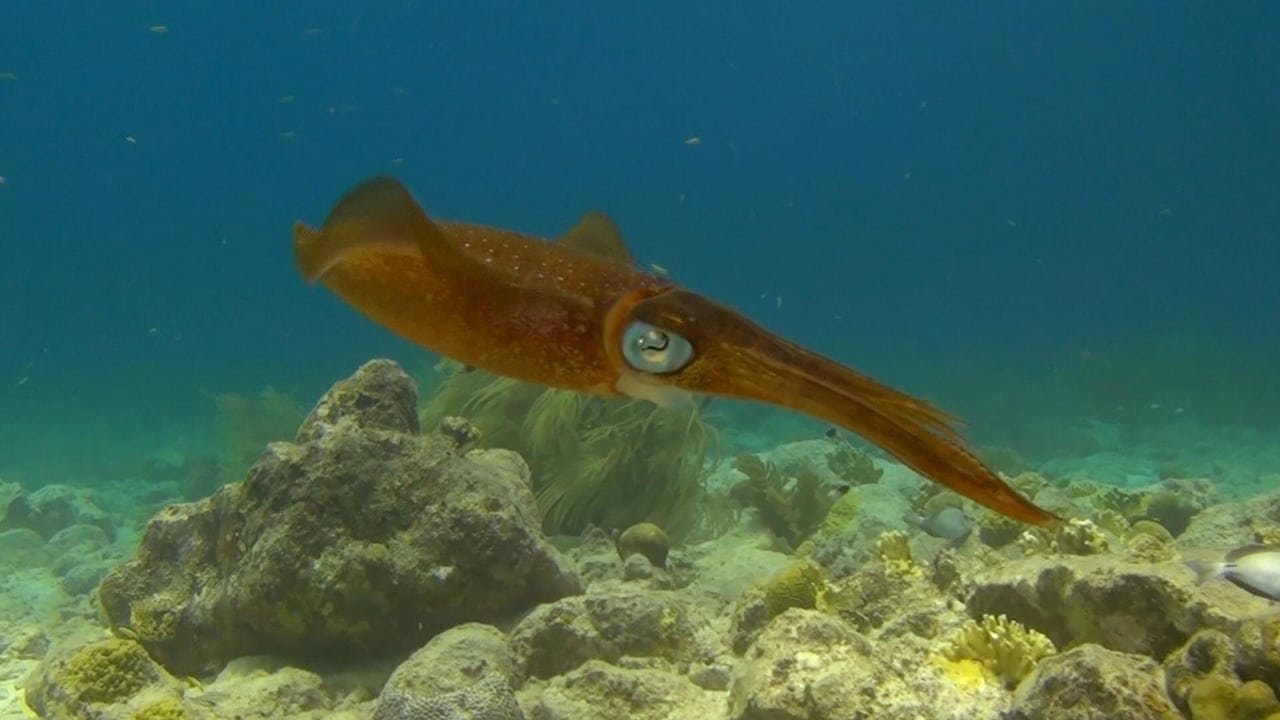 Backdrop for Amazing Ocean 3D