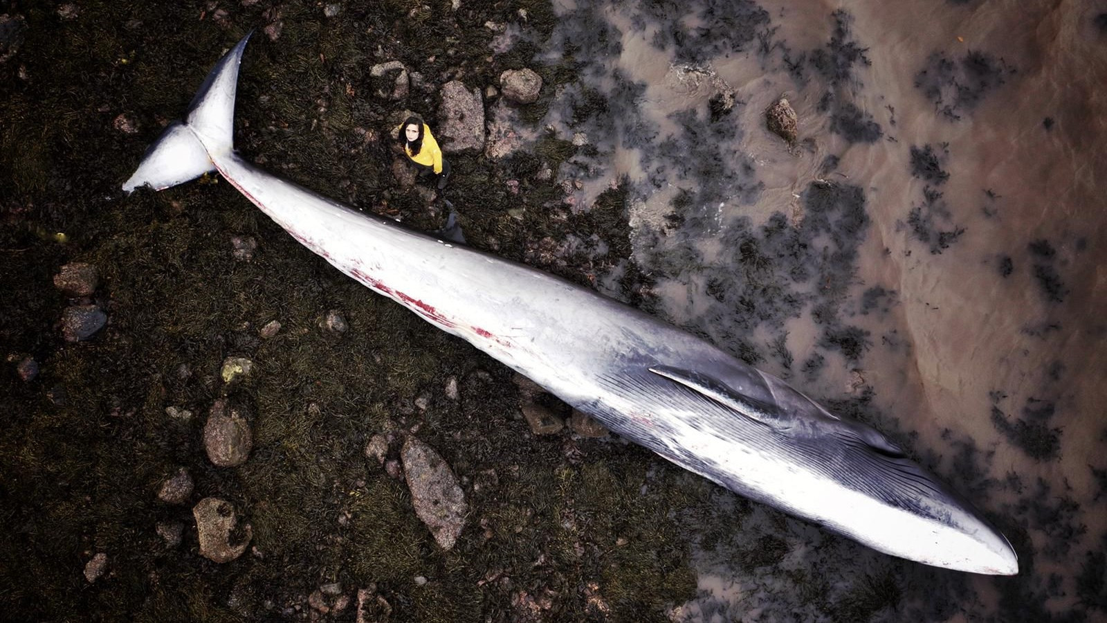 Backdrop for What Killed the Whale?