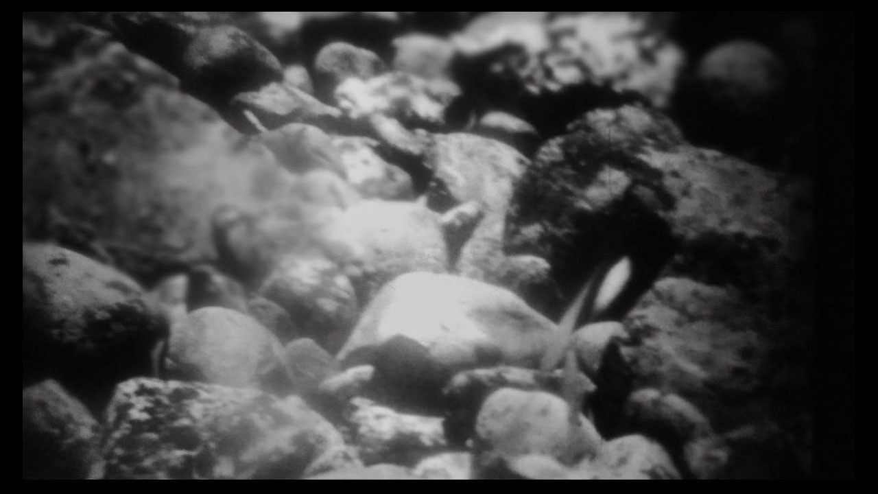 Backdrop for Mud and Dawn