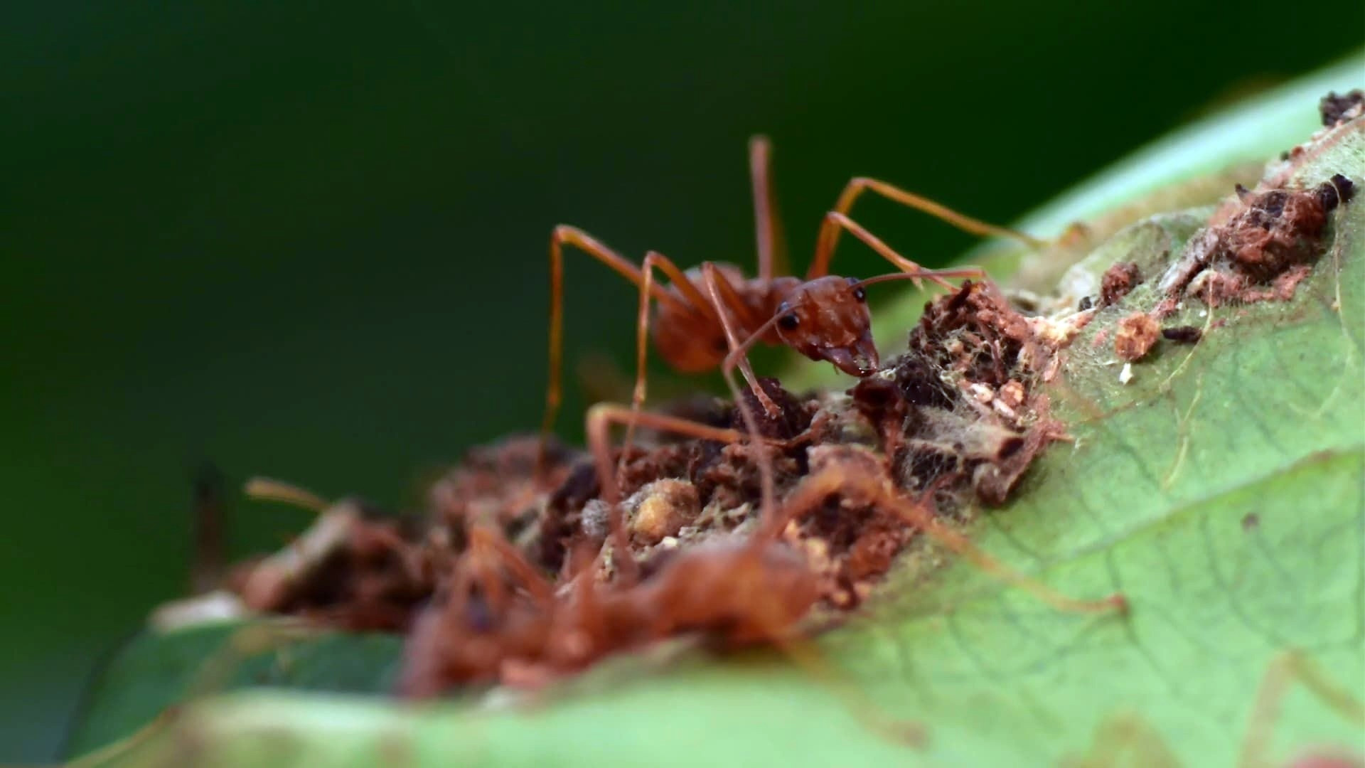 Backdrop for The Besieged Fortress
