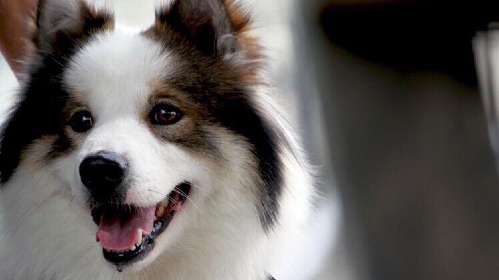 Backdrop for Mid Road Gang 2