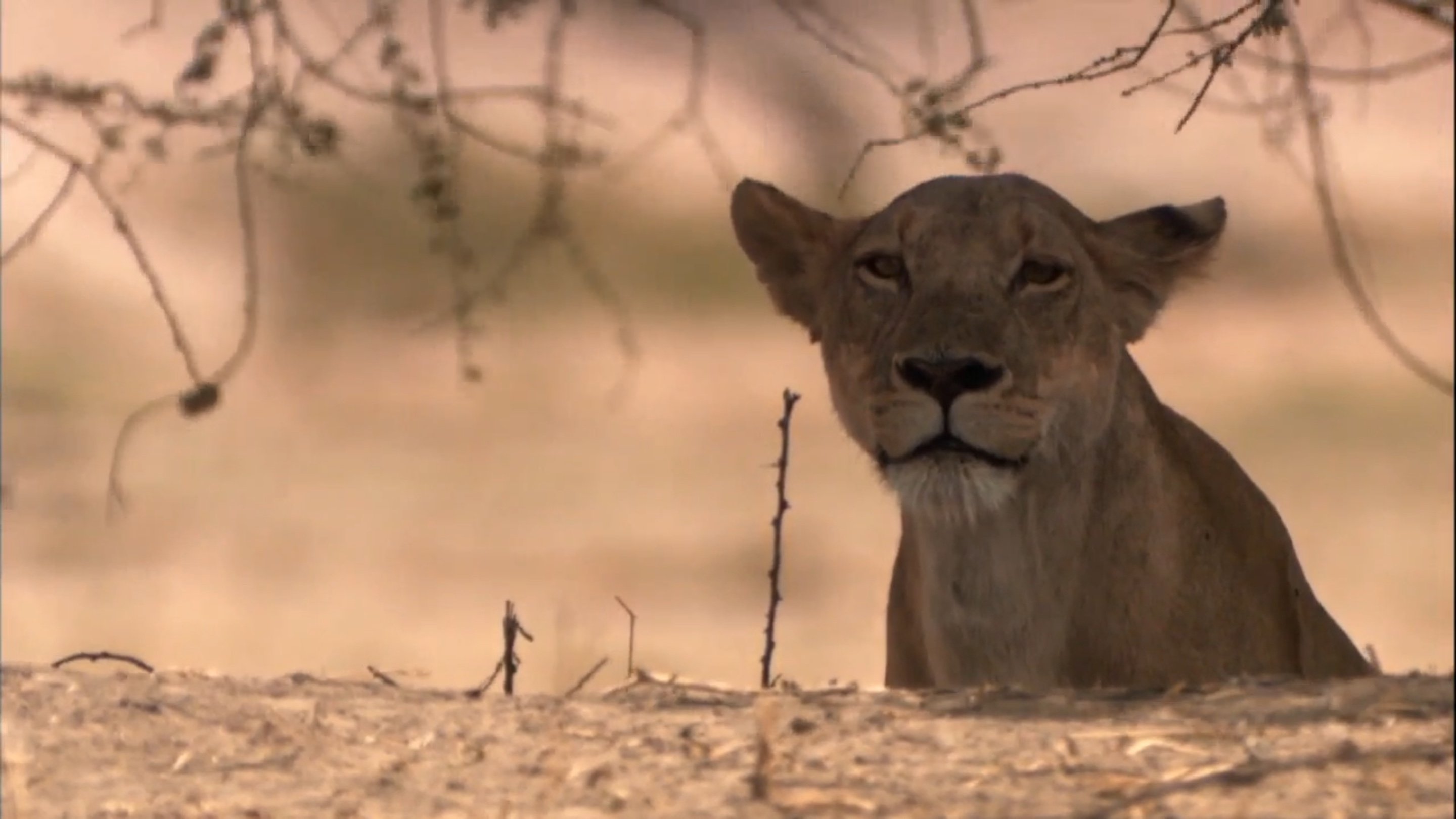Backdrop for Lion Battle Zone
