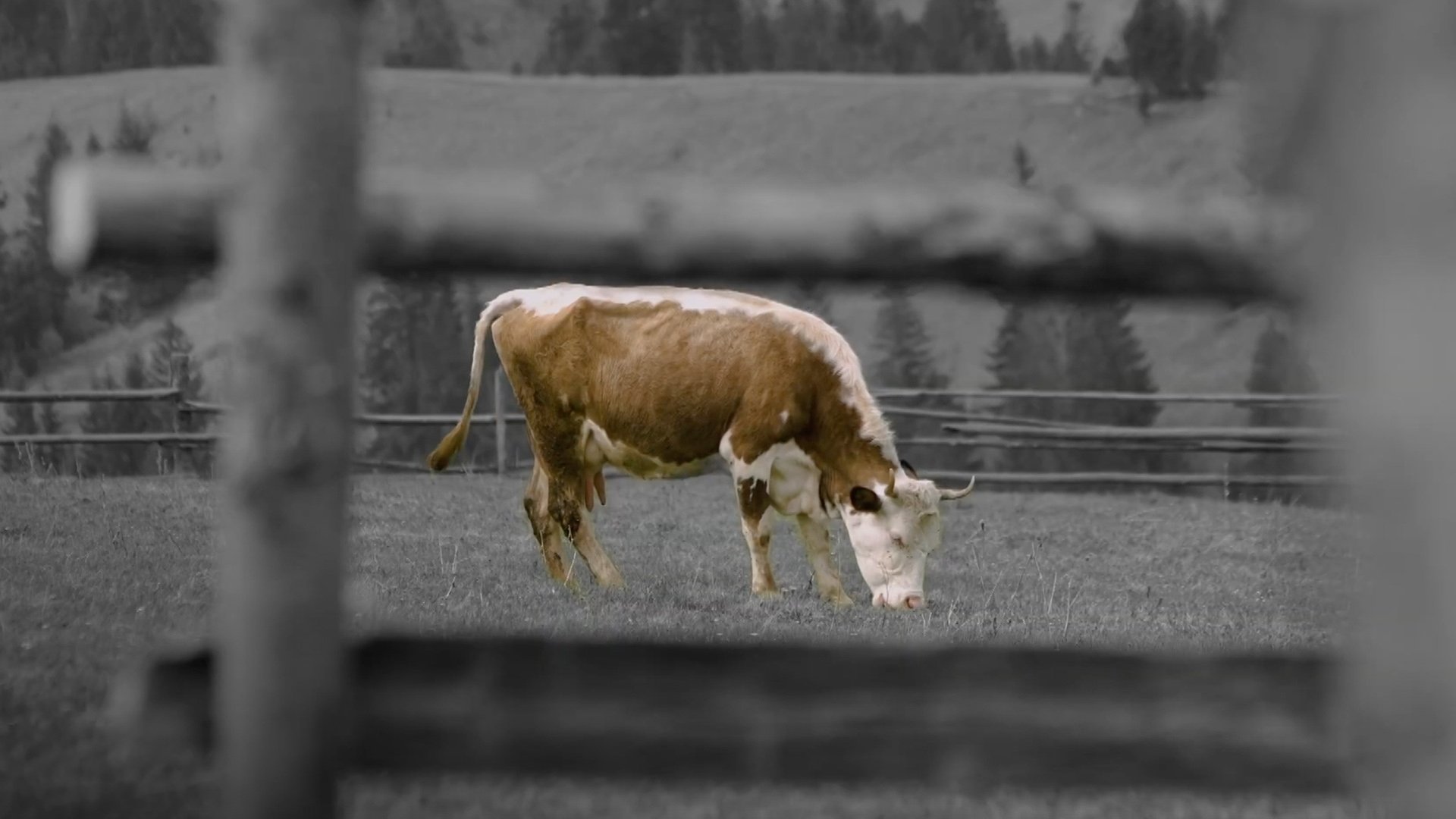 Backdrop for animal.