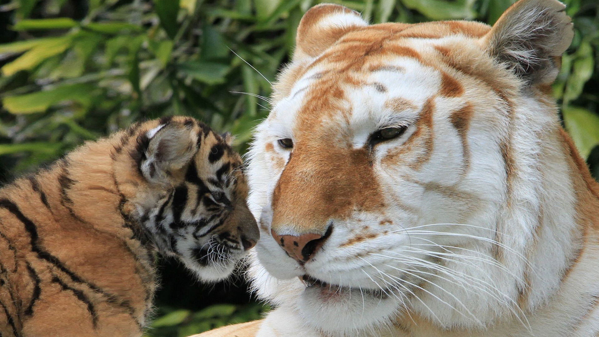 Backdrop for The Miracle Tiger