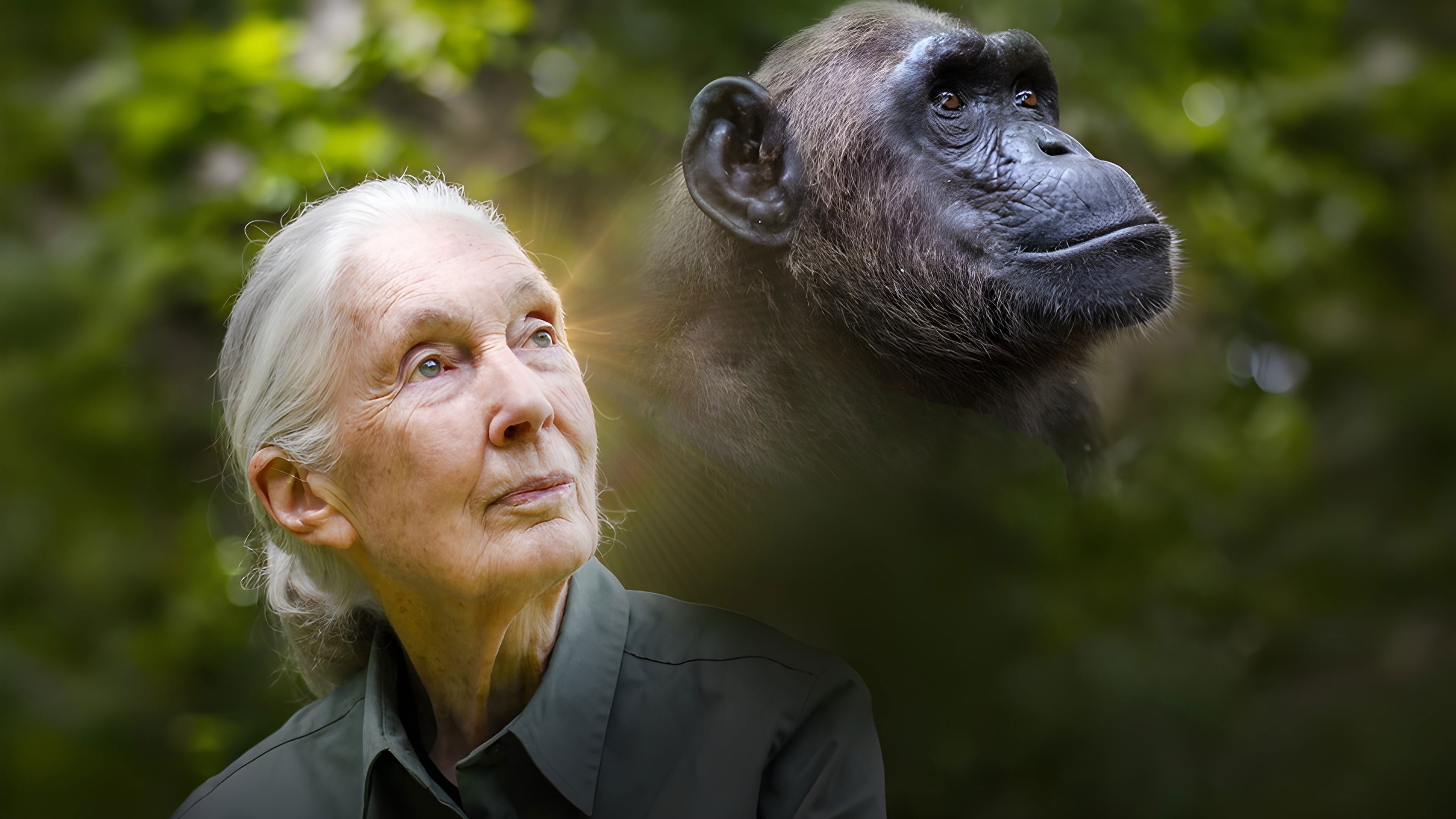 Backdrop for Rescued Chimpanzees of the Congo with Jane Goodall