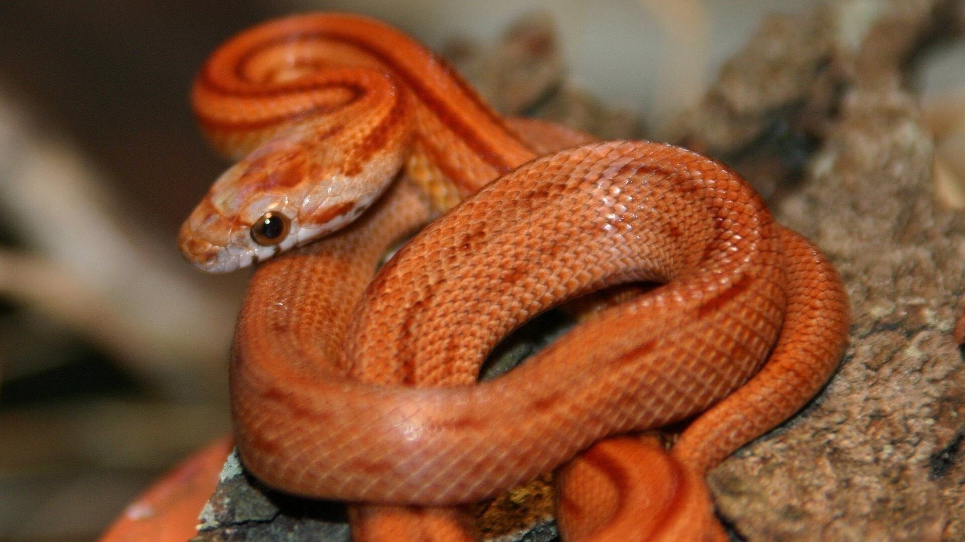 Backdrop for The Beauty of Snakes