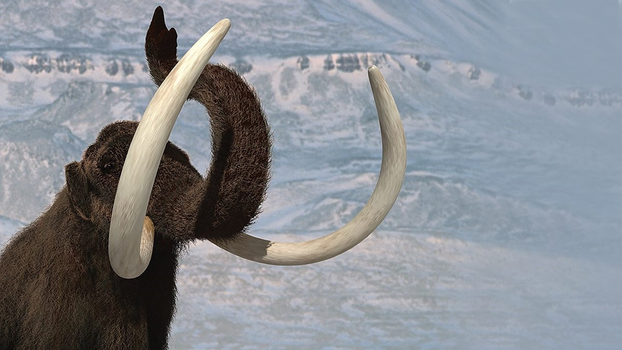 Backdrop for Wild New World