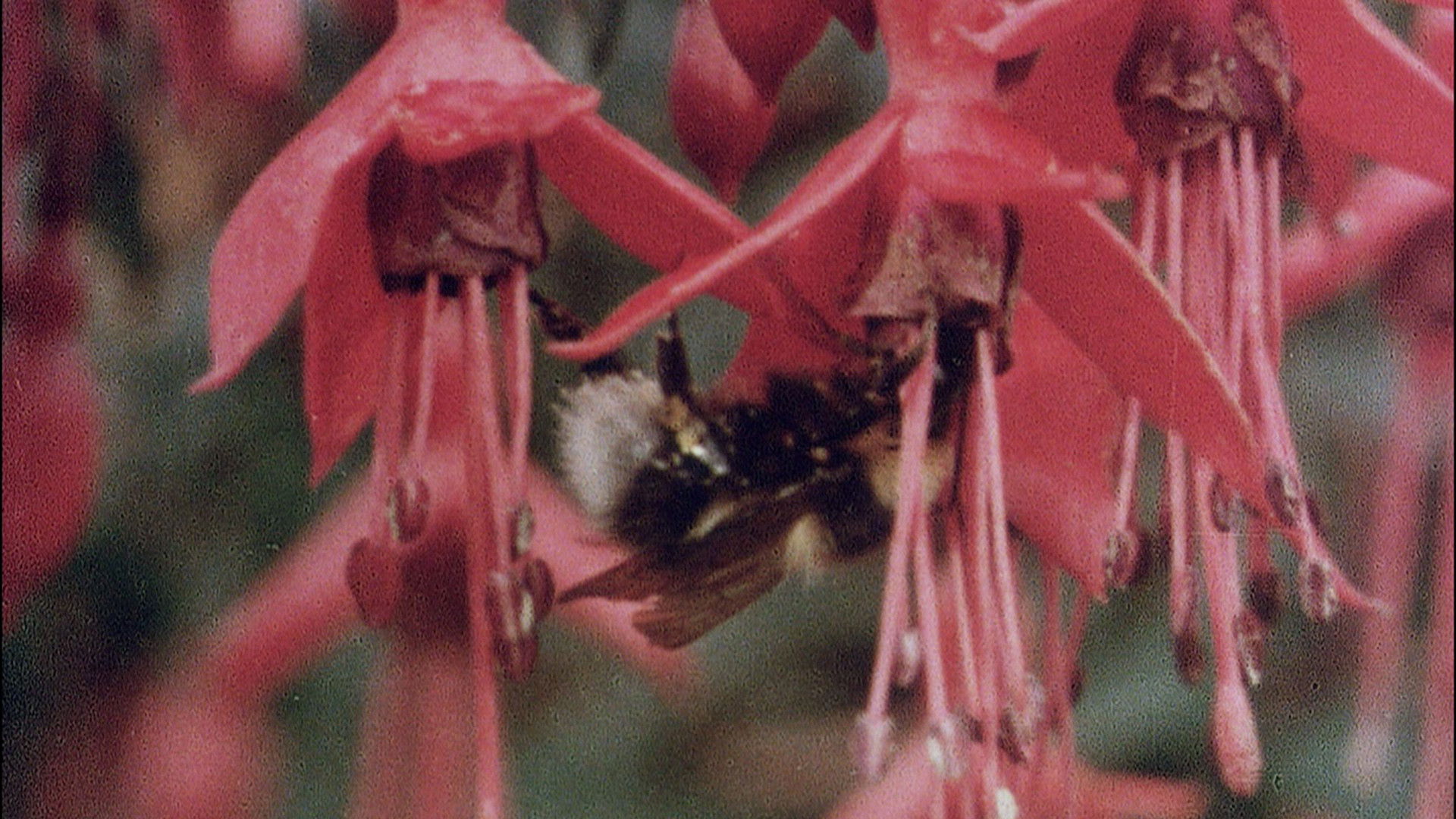 Backdrop for The Quiet Land