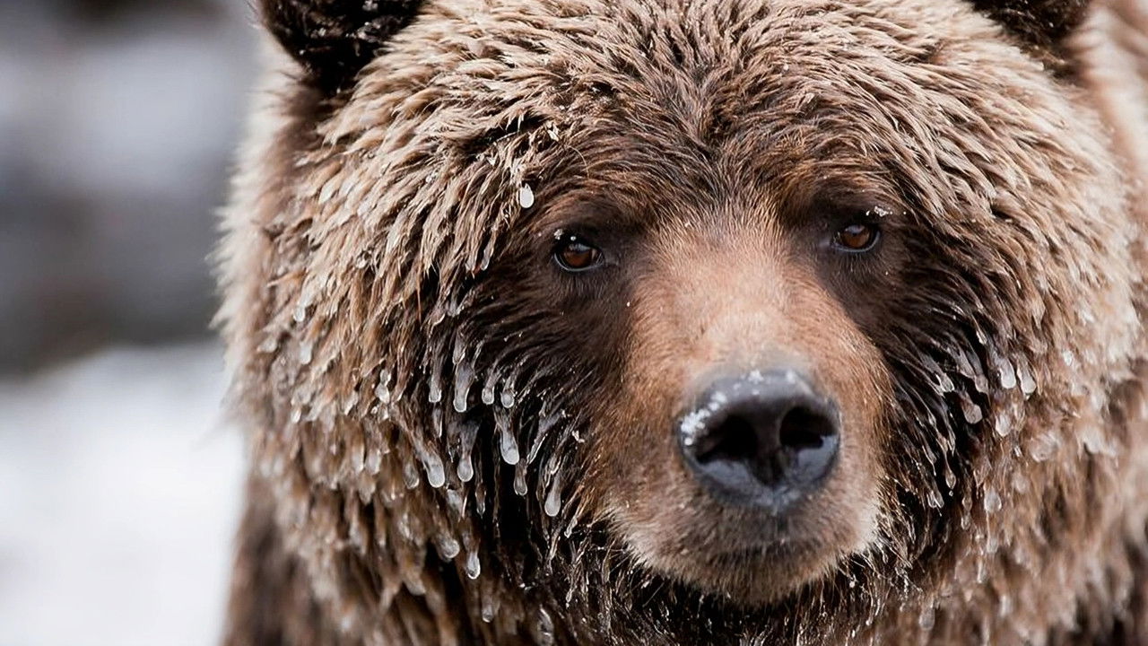 Backdrop for Wild Canada