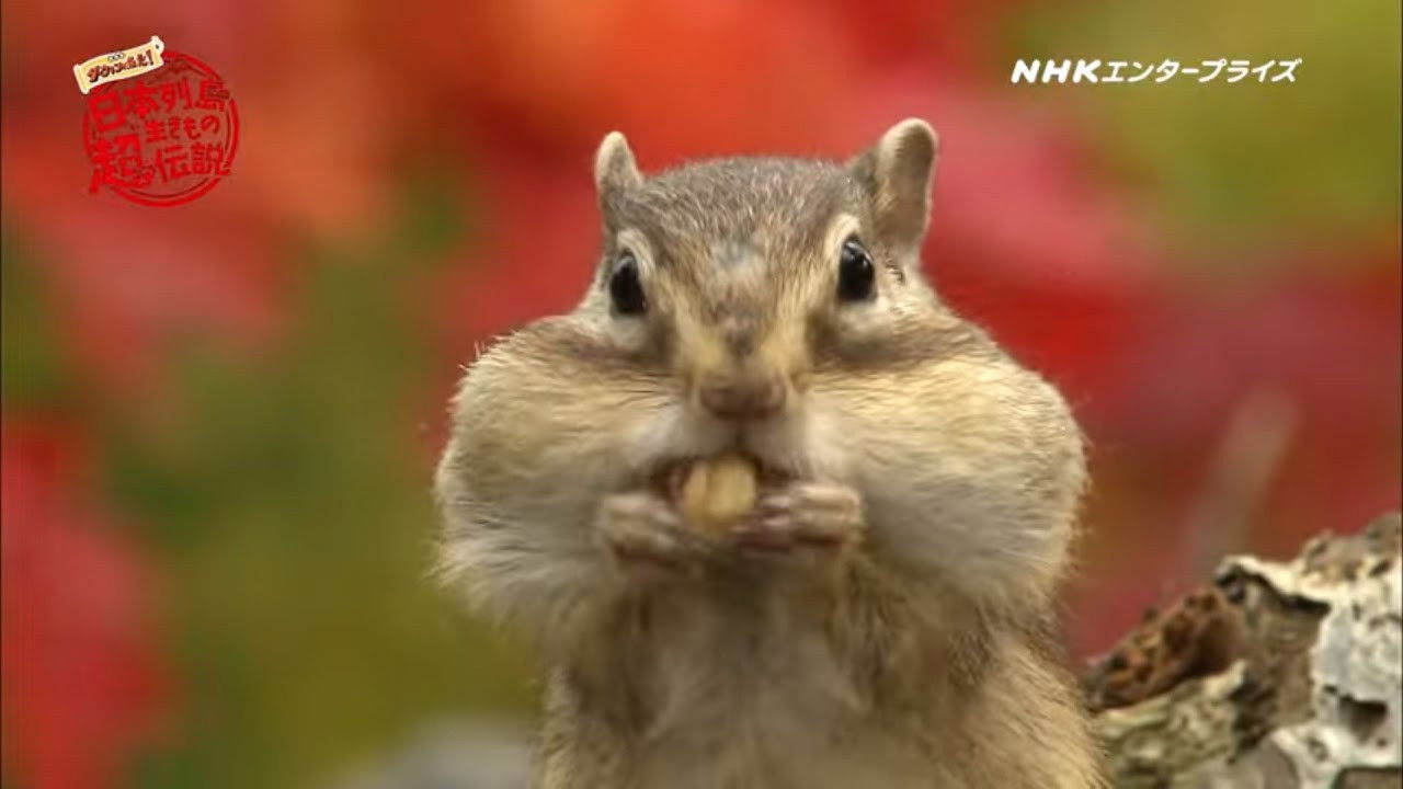 Backdrop for 日本列島生きもの超伝説 劇場版ダーウィンが来た！