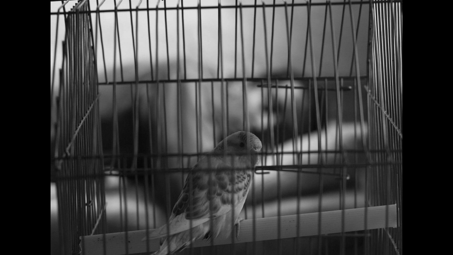 Backdrop for The Distance of Time