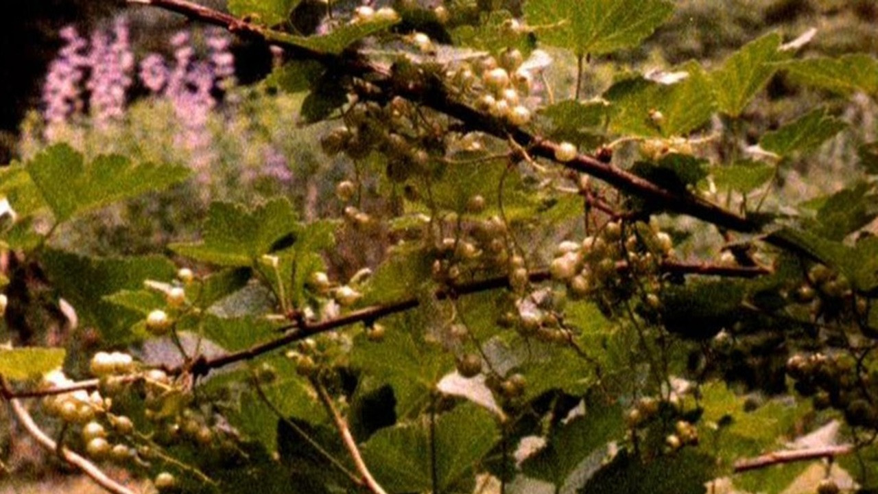 Backdrop for The Answering Furrow