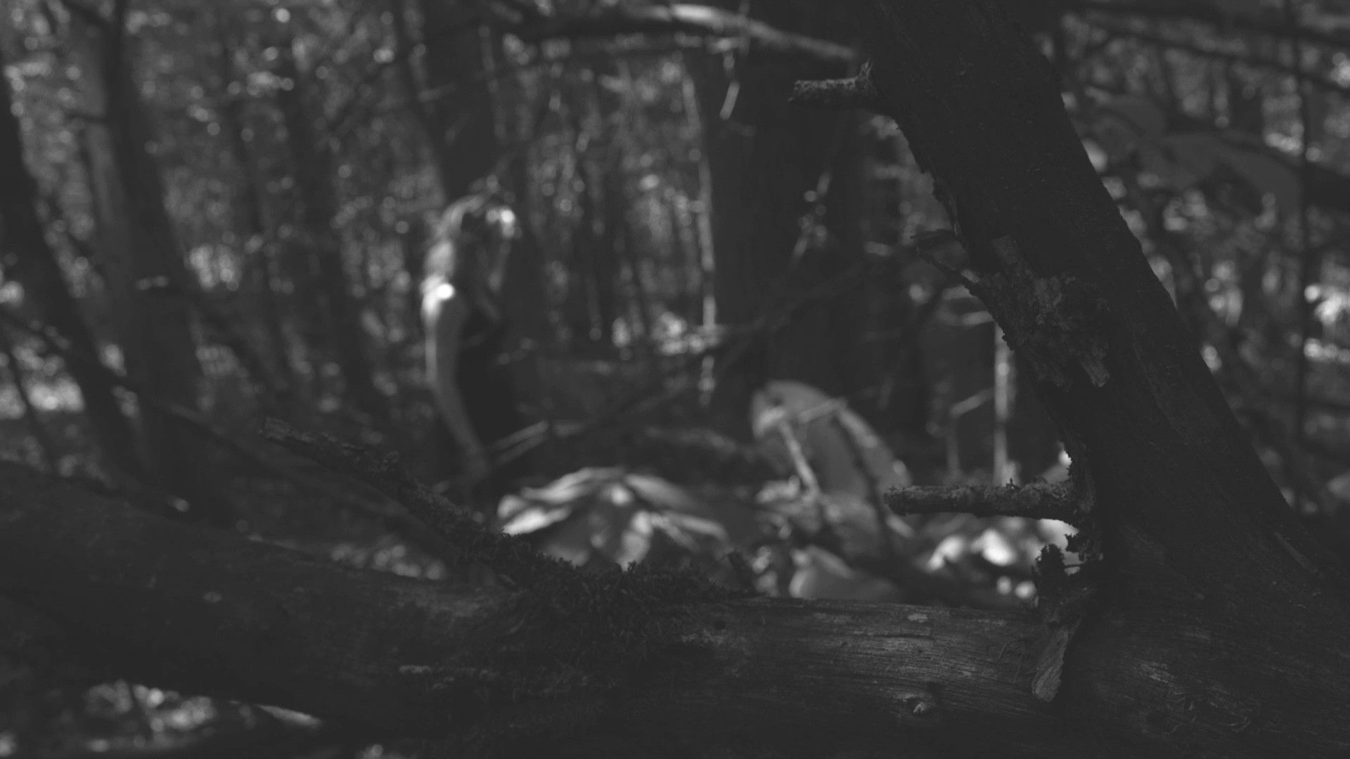 Backdrop for The Poet