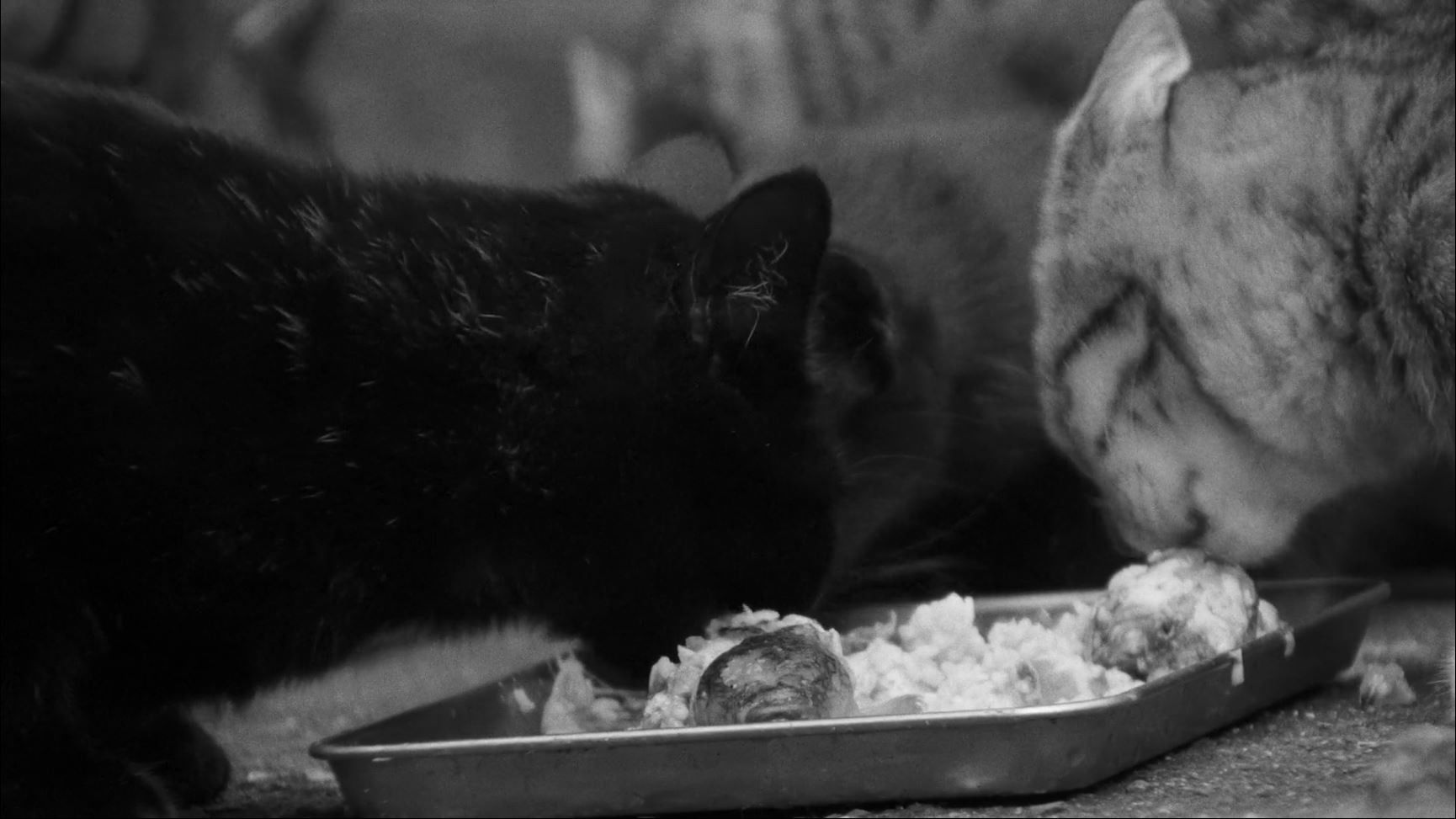 Backdrop for Inland Sea