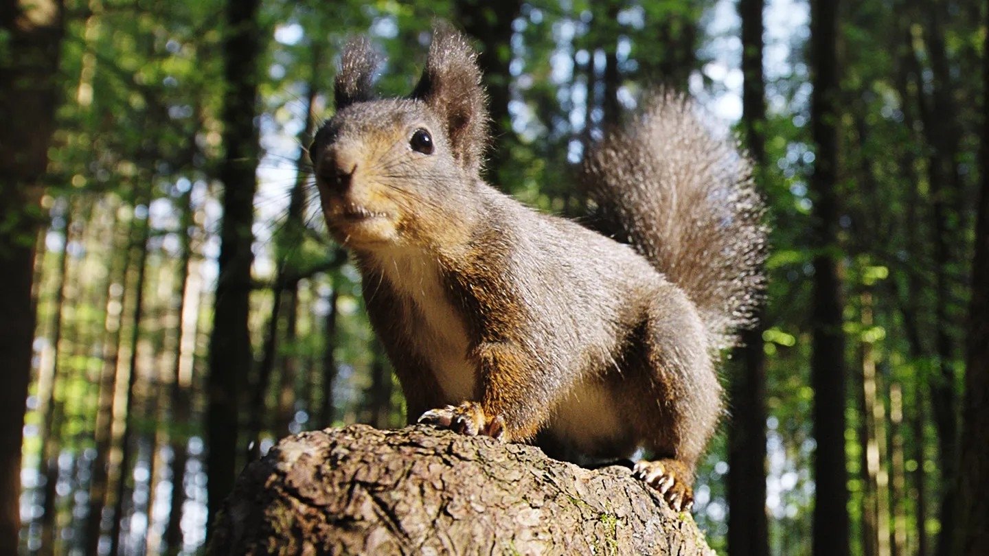Backdrop for Going Nuts: Tales from the Squirrel World