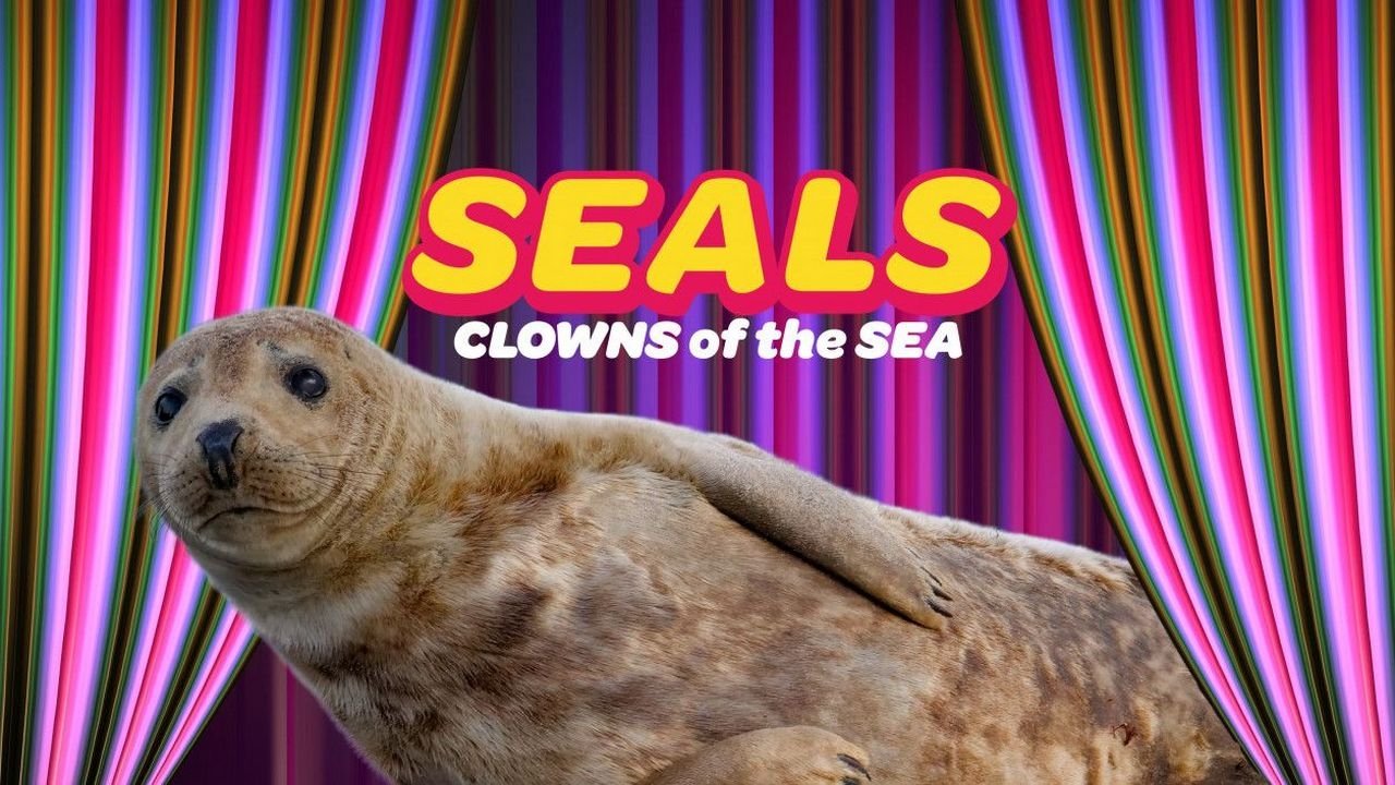 Backdrop for Seals - Clowns of the Sea