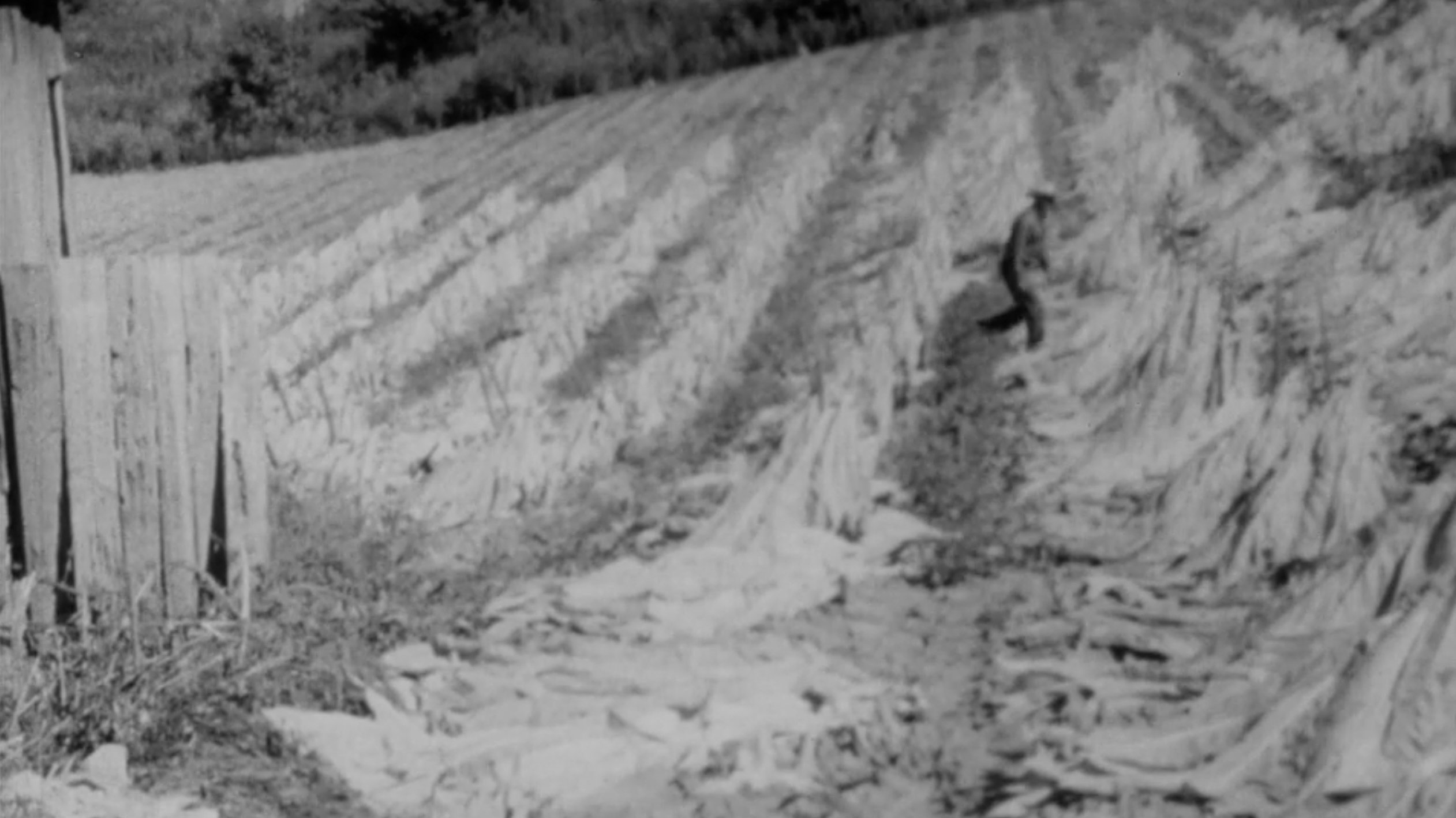 Backdrop for The End of an Old Song