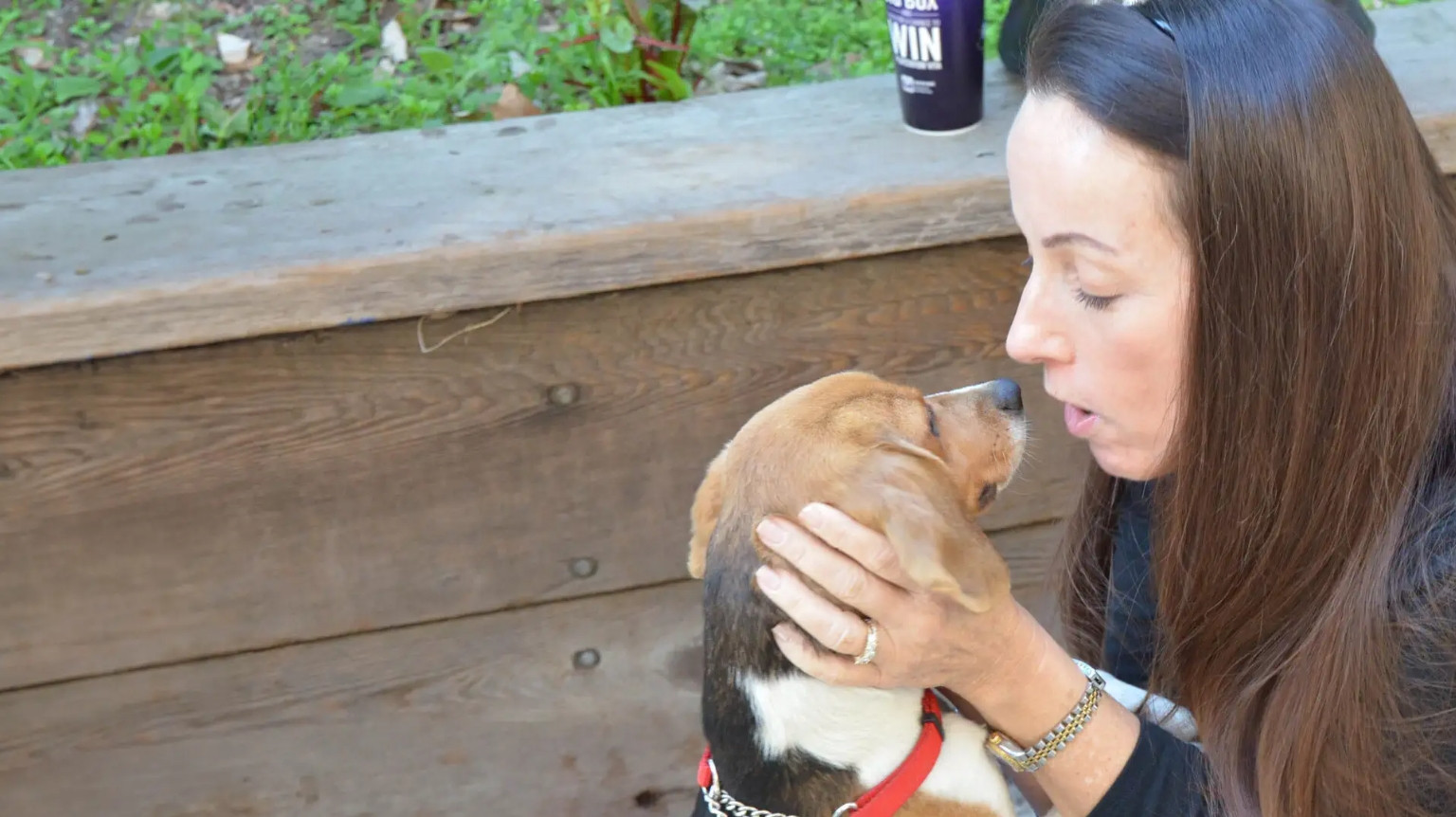 Backdrop for The Stray