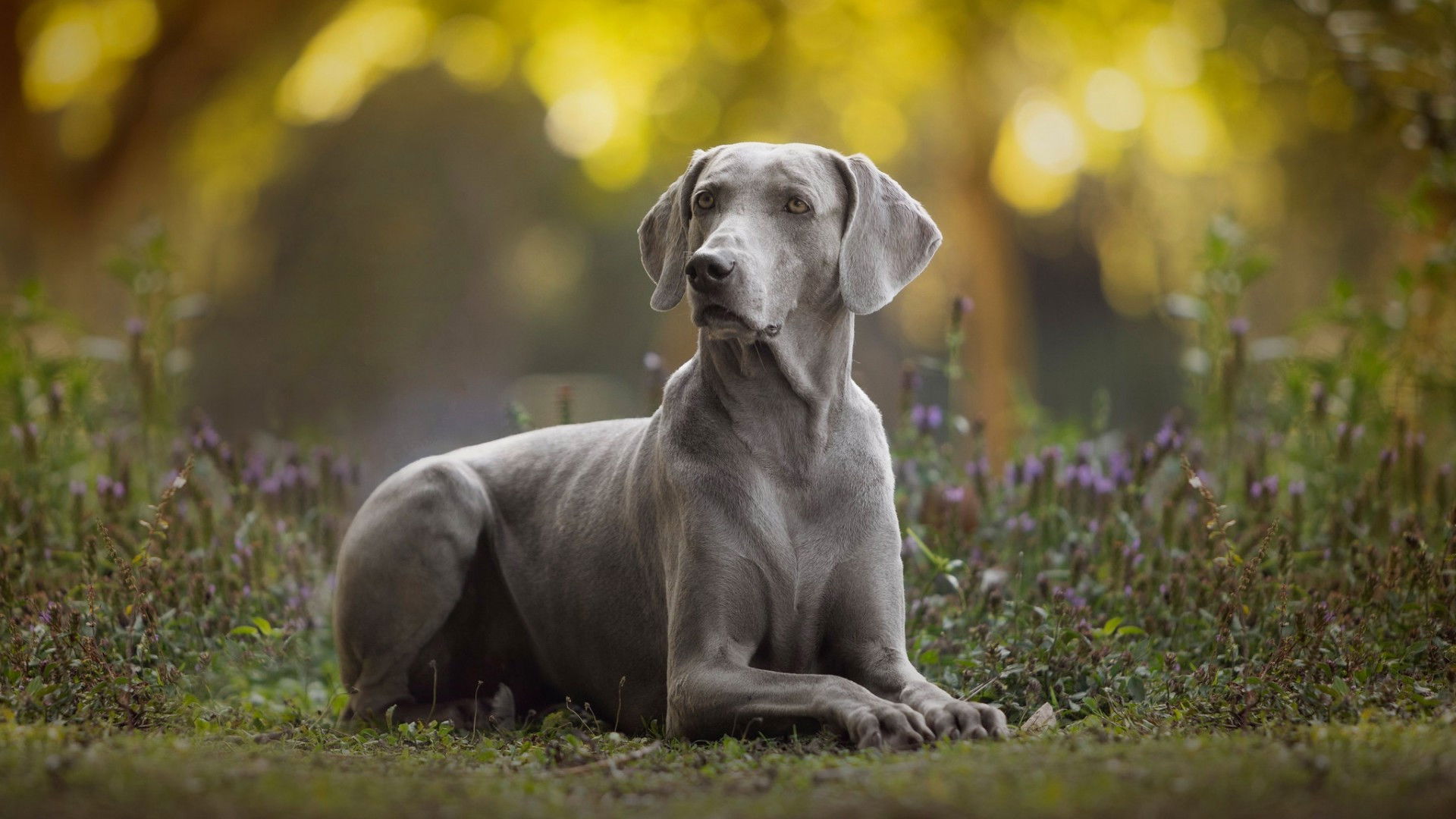 Backdrop for Dogs 101