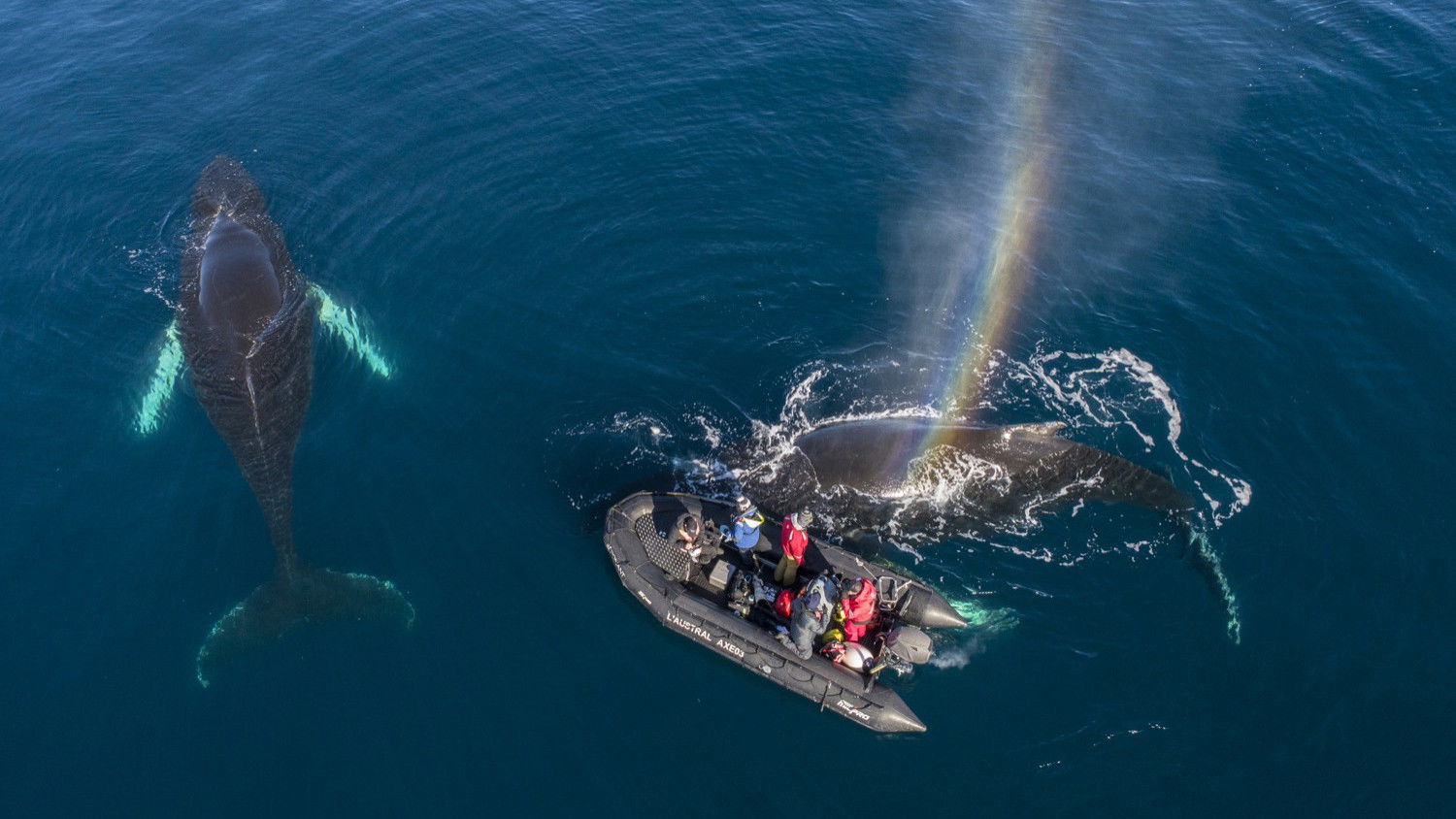 Backdrop for Whales in a Changing Ocean