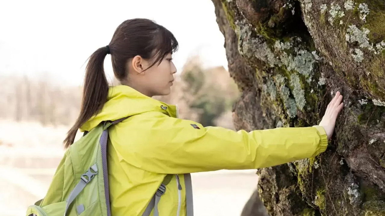 Backdrop for A World Without Cherry Blossoms