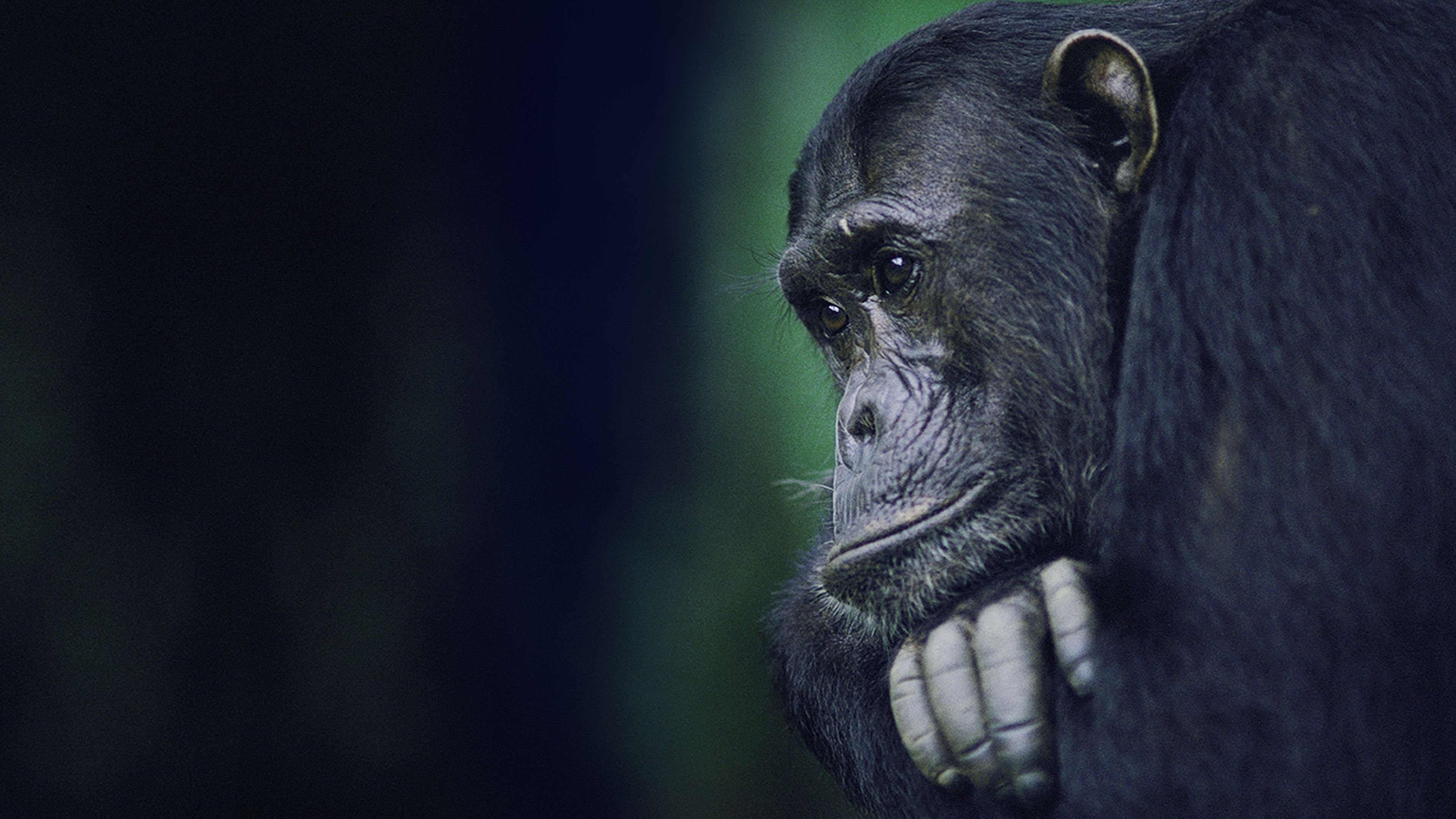 Backdrop for Kingdom of the Apes: Battle Lines