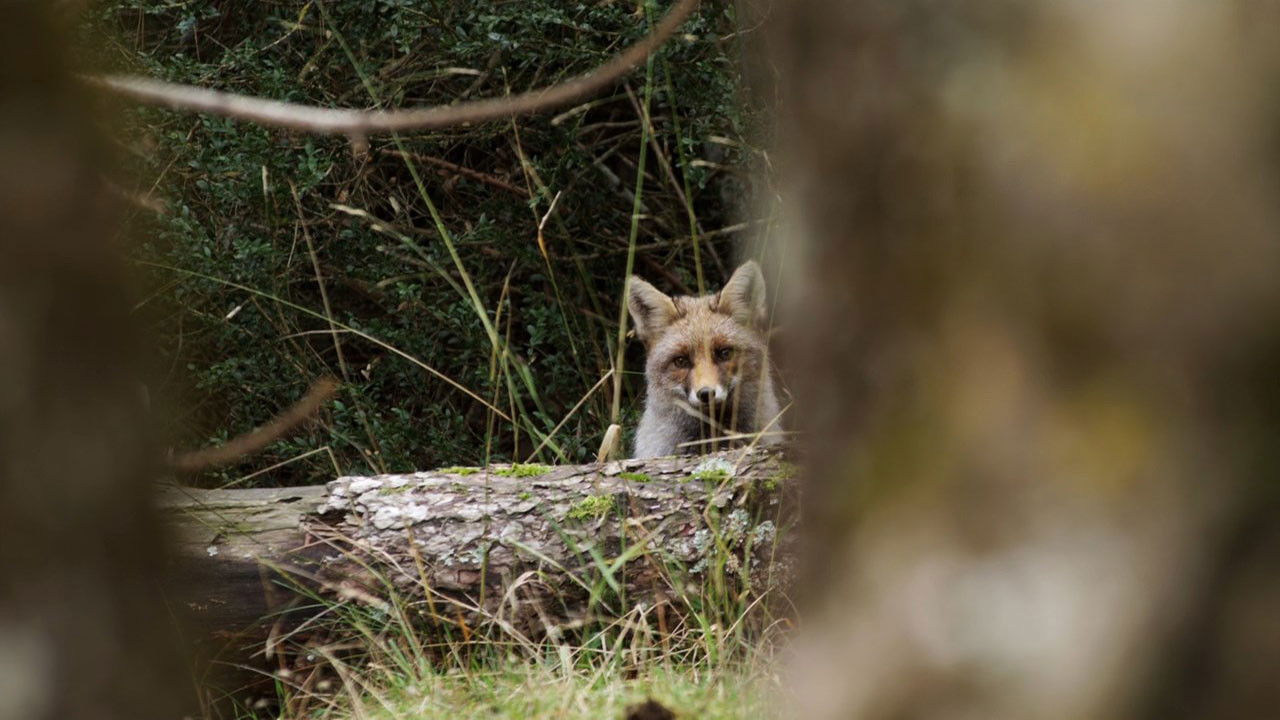Backdrop for Guadalquivir