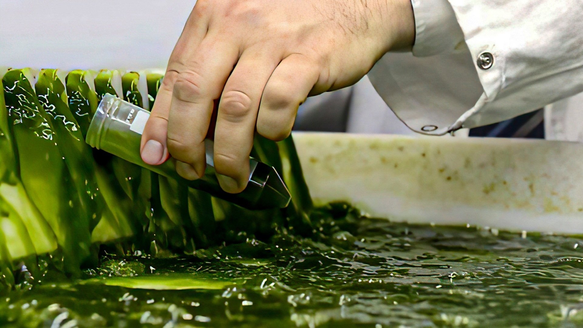 Backdrop for Algen: Ein unbekannter Rohstoff