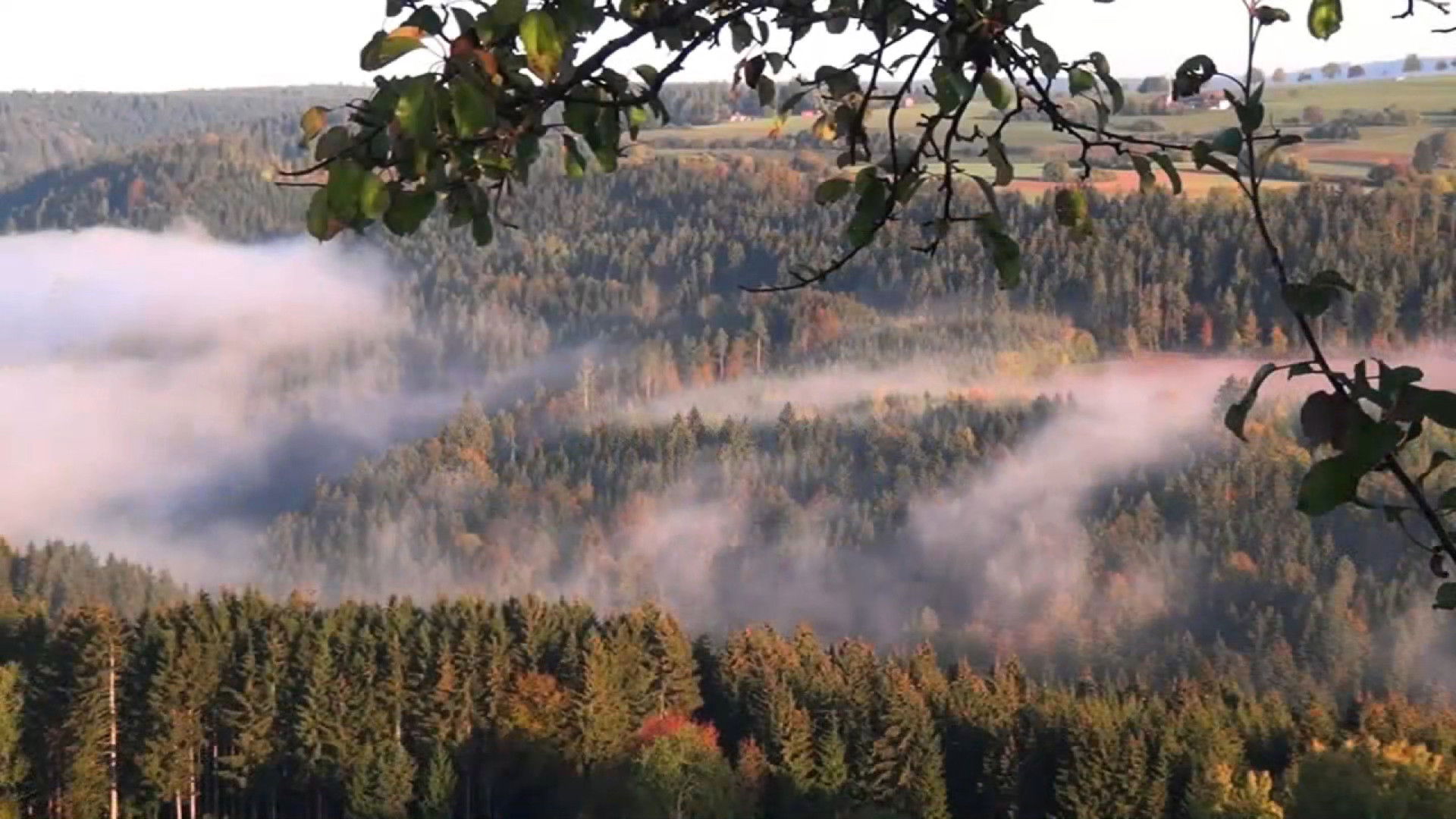 Backdrop for The Black Forest - Mystischer Schwarzwald