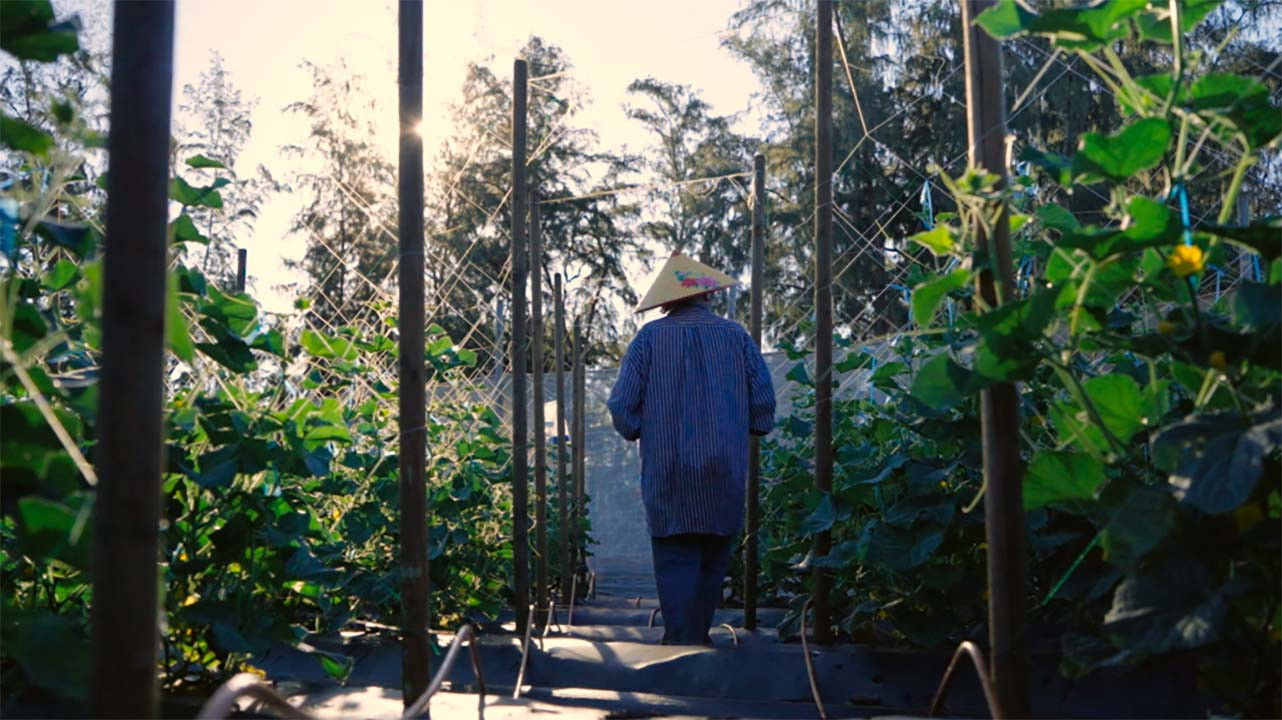 Backdrop for Homestead