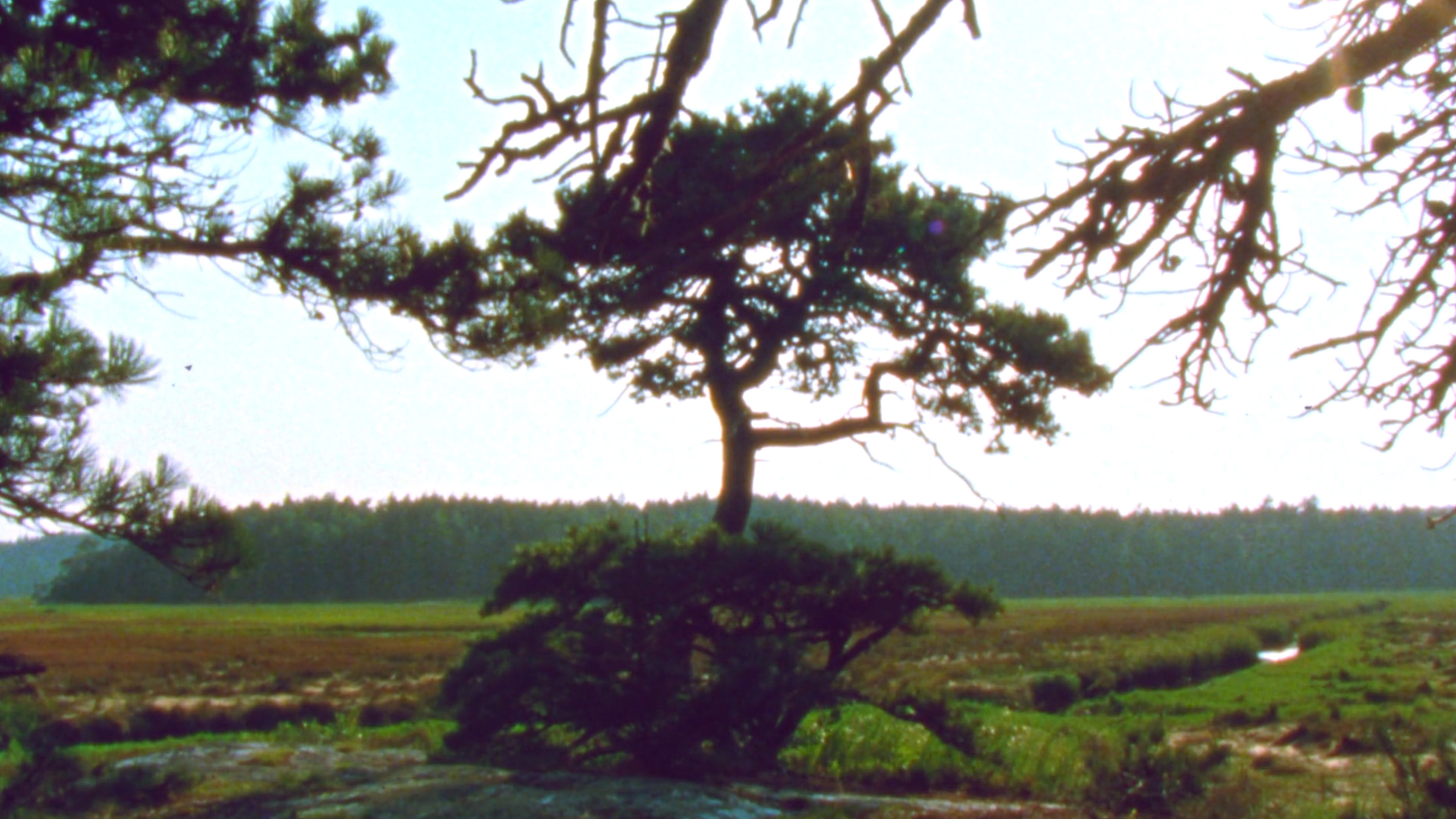 Backdrop for Jasper Beach and The Salt Marsh