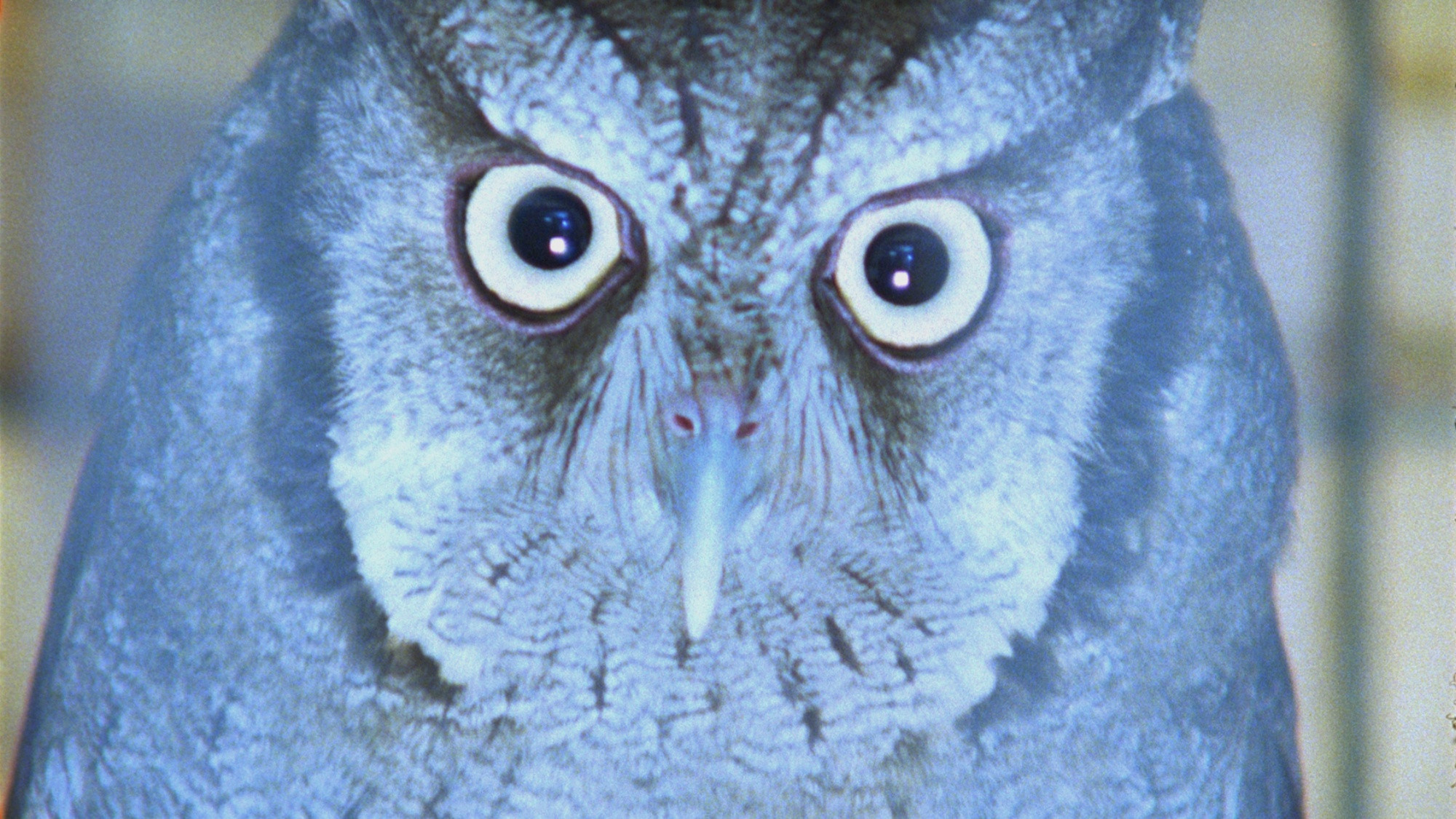 Backdrop for It Is Night in America