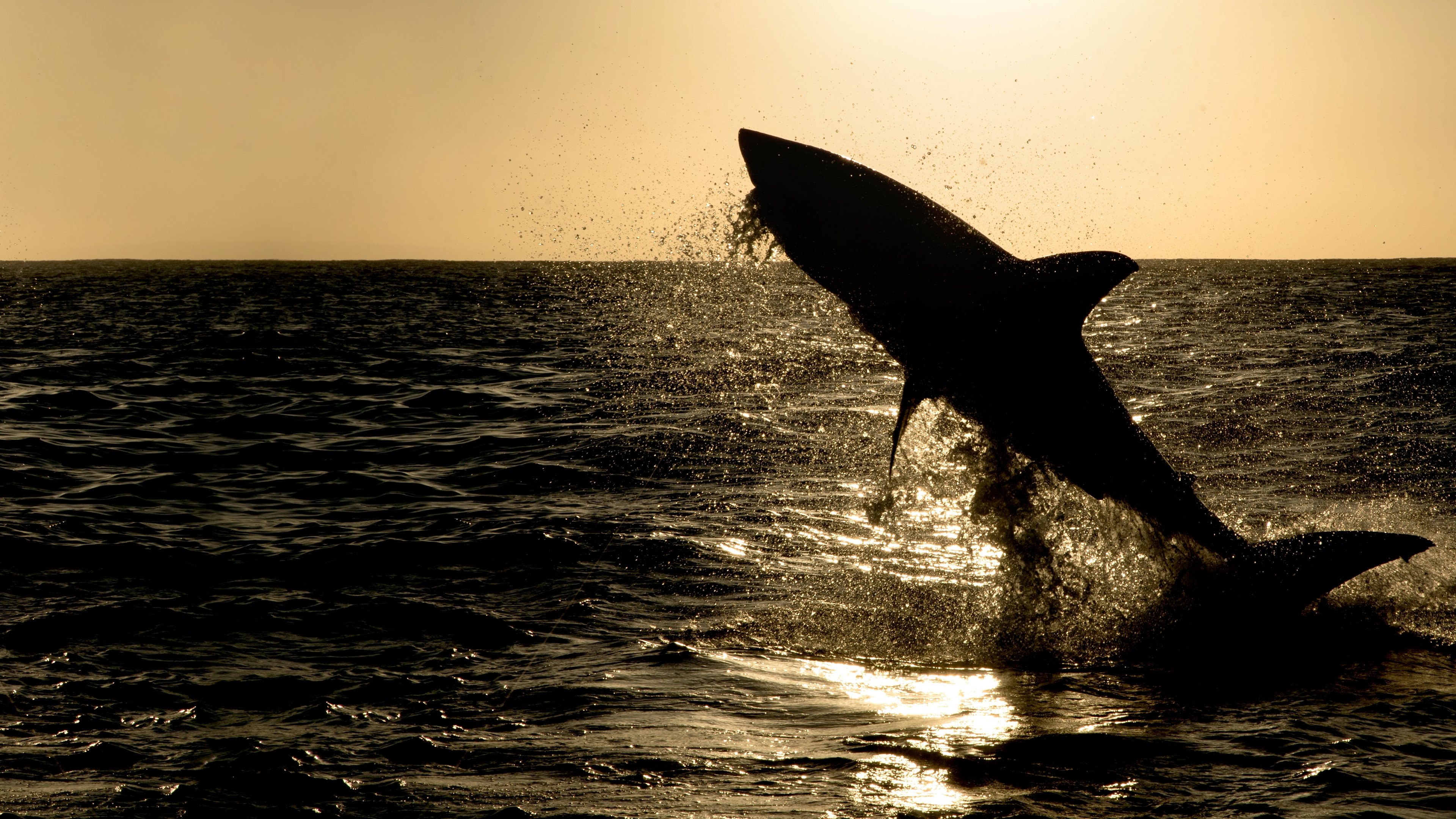 Backdrop for Big Sharks Rule