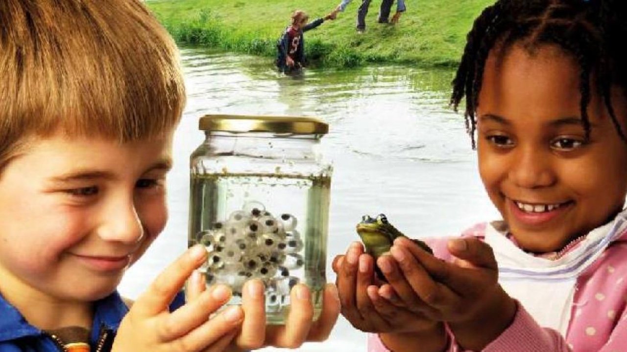 Backdrop for Frogs & Toads