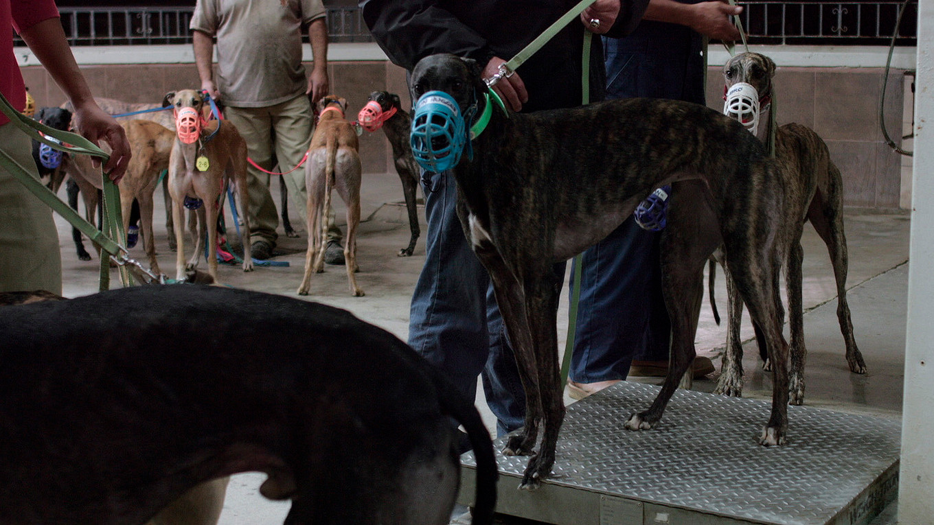 Backdrop for Crónica de un galgódromo