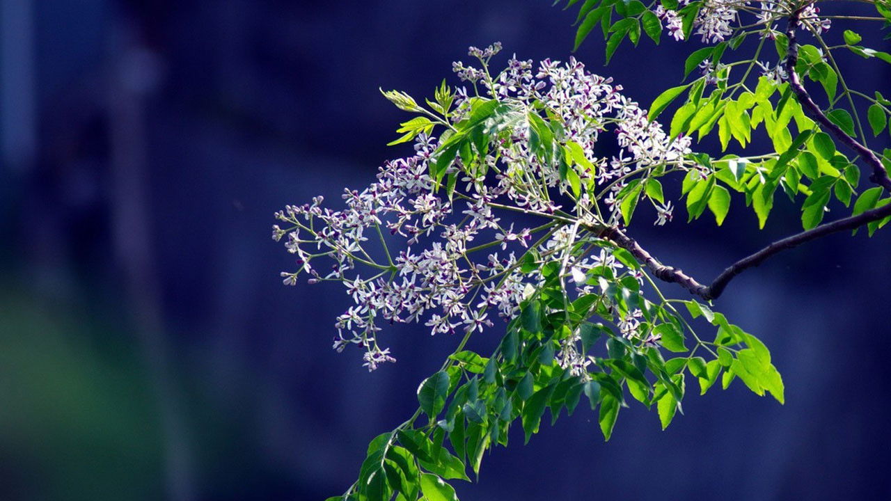 Backdrop for Romance of Melia Azedarach