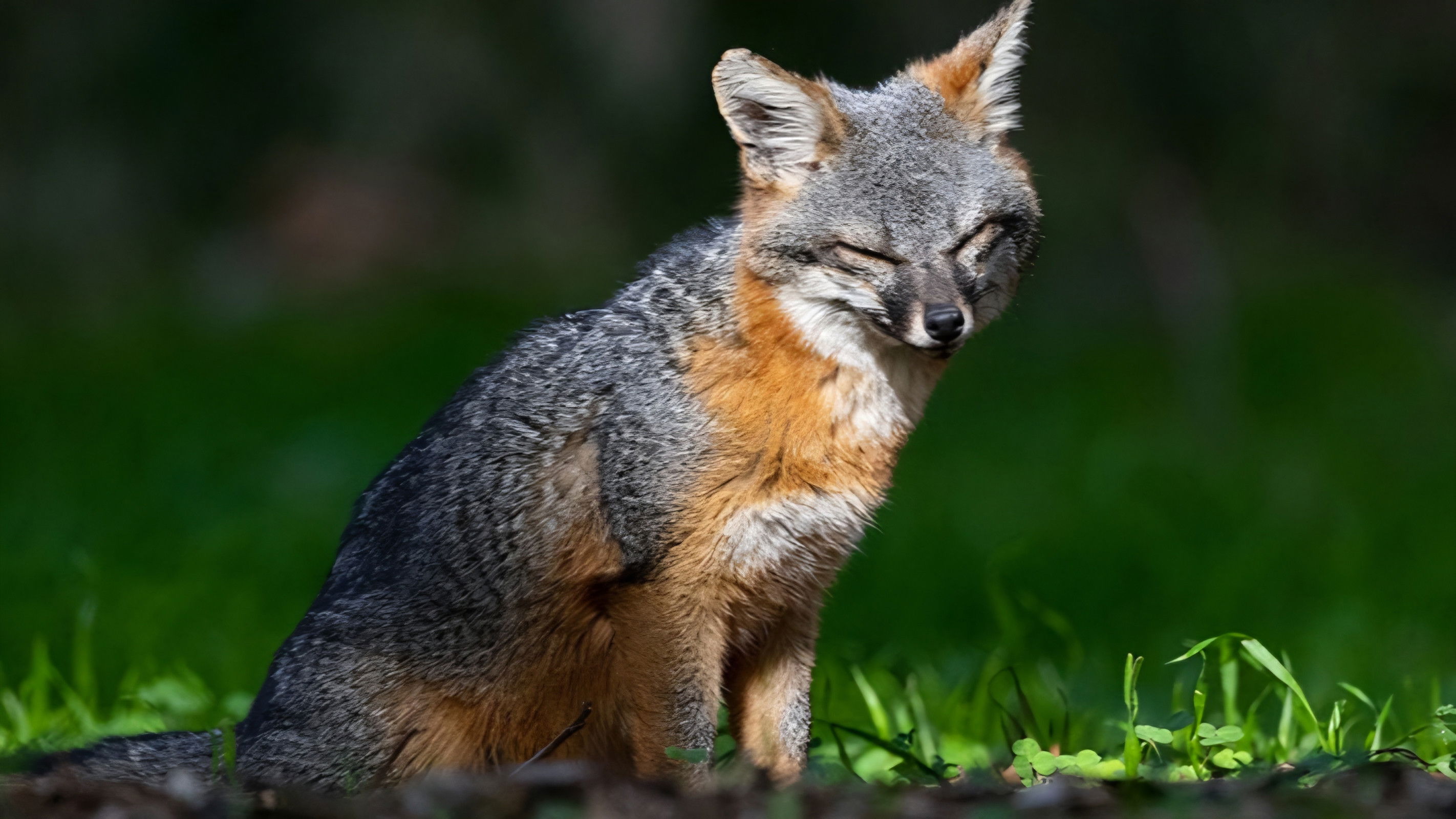 Backdrop for Le renard qui a sauvé son île
