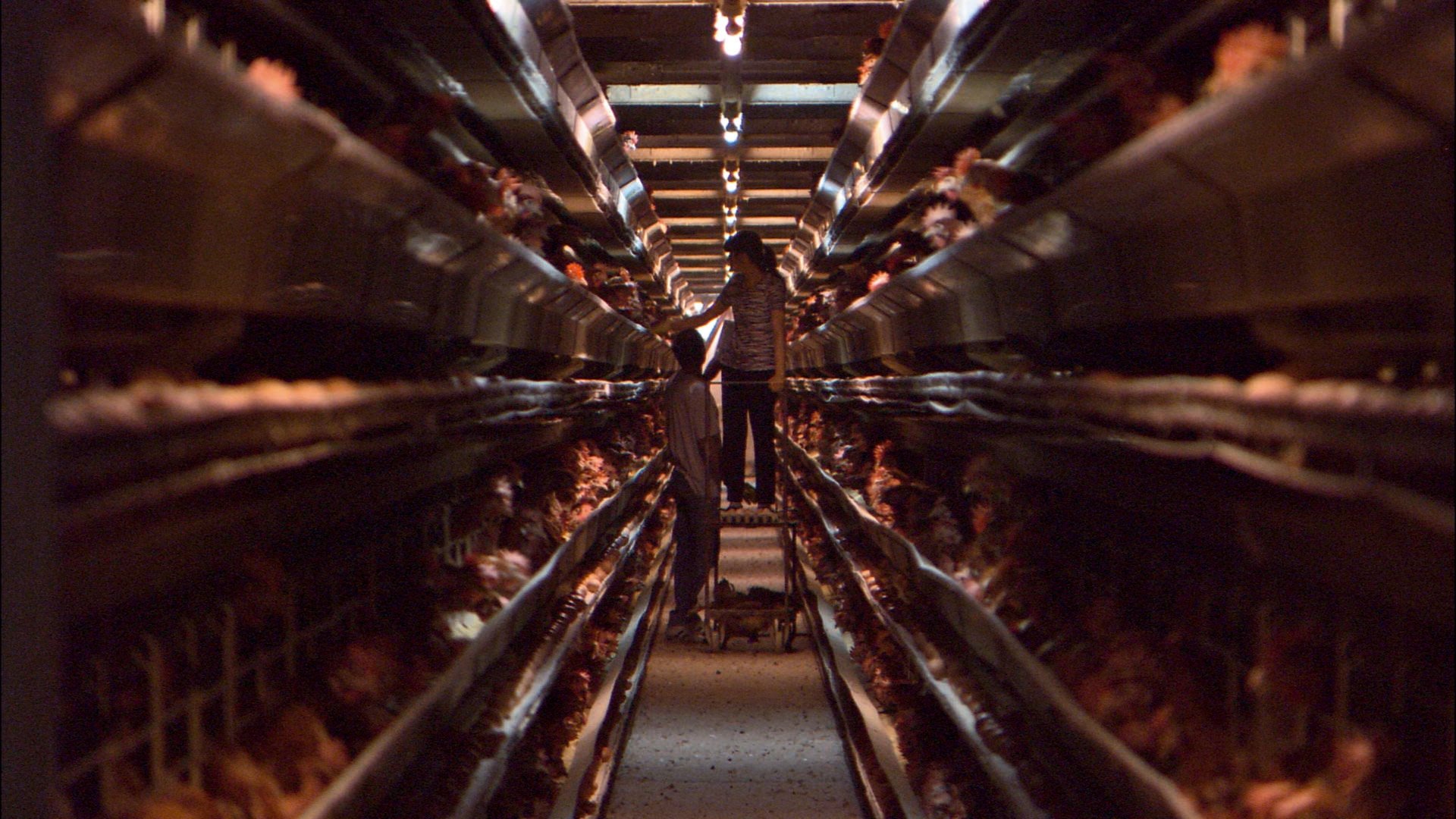 Backdrop for Our Daily Bread