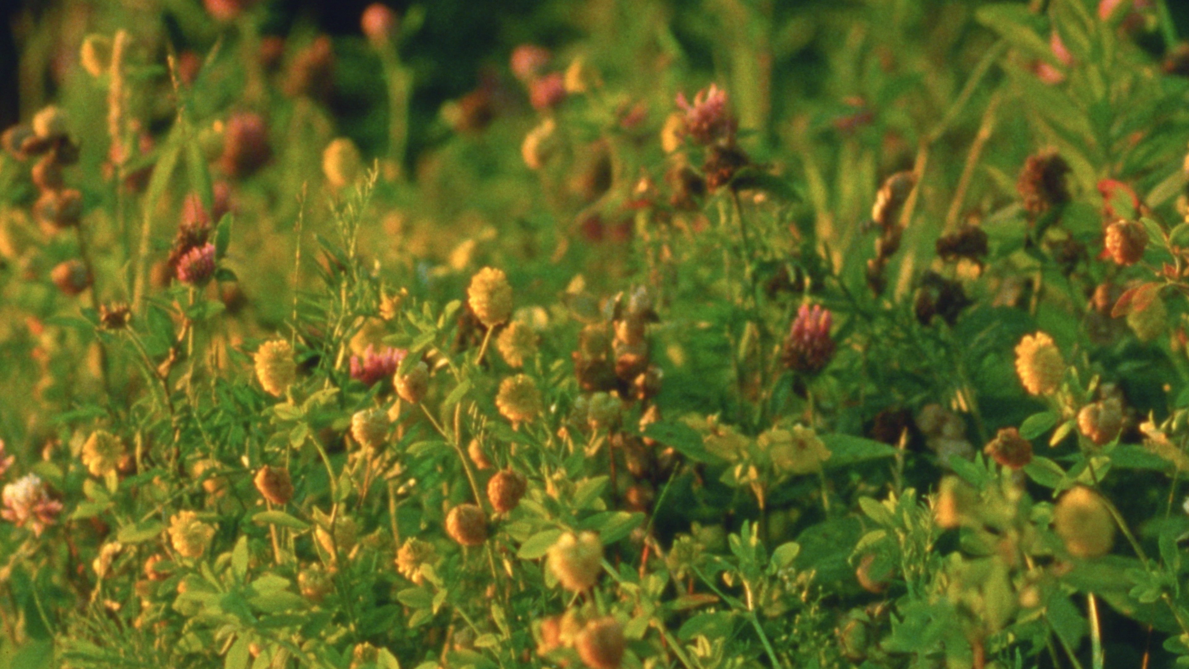 Backdrop for Small Mountains
