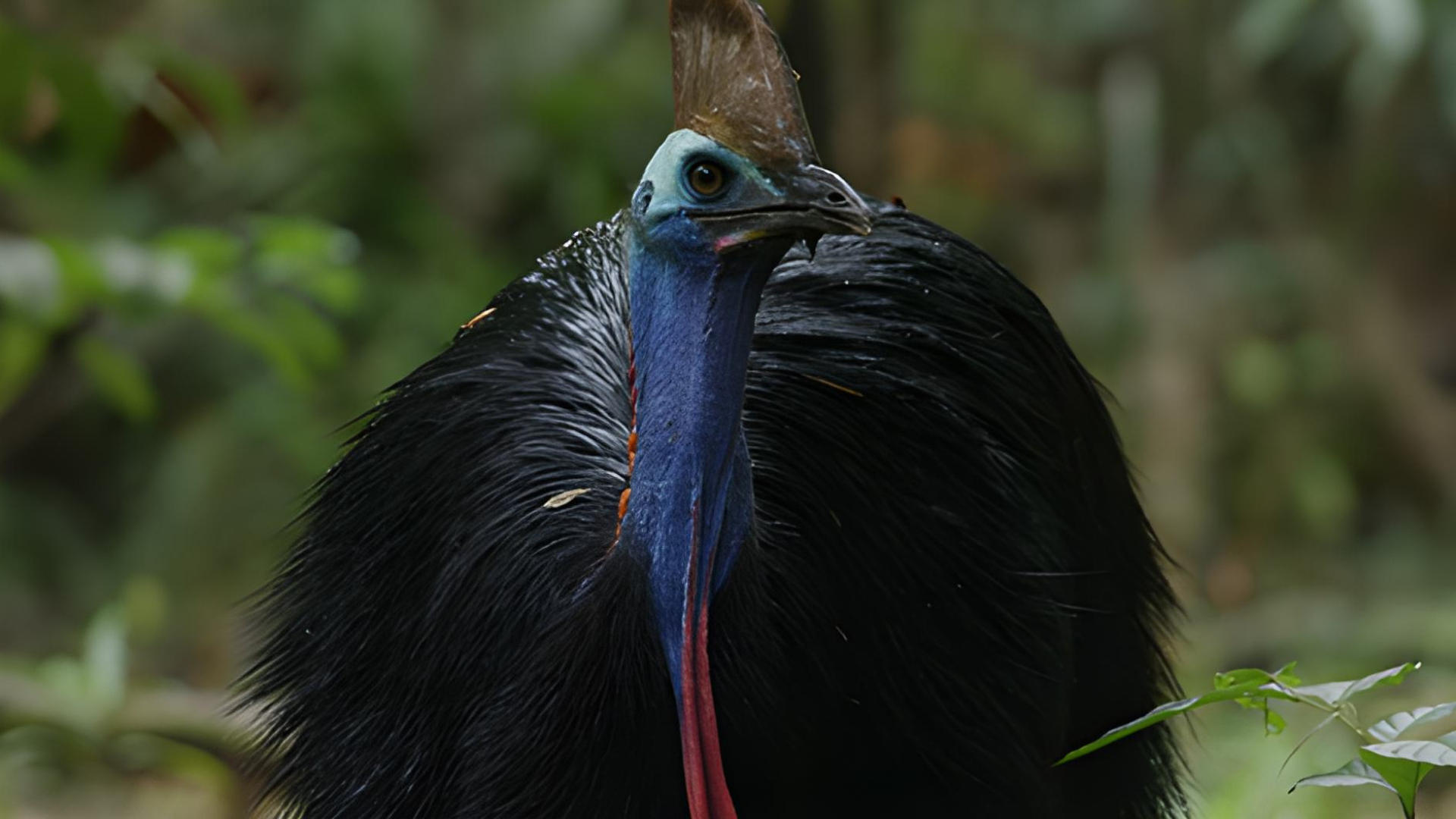 Backdrop for Dino Bird