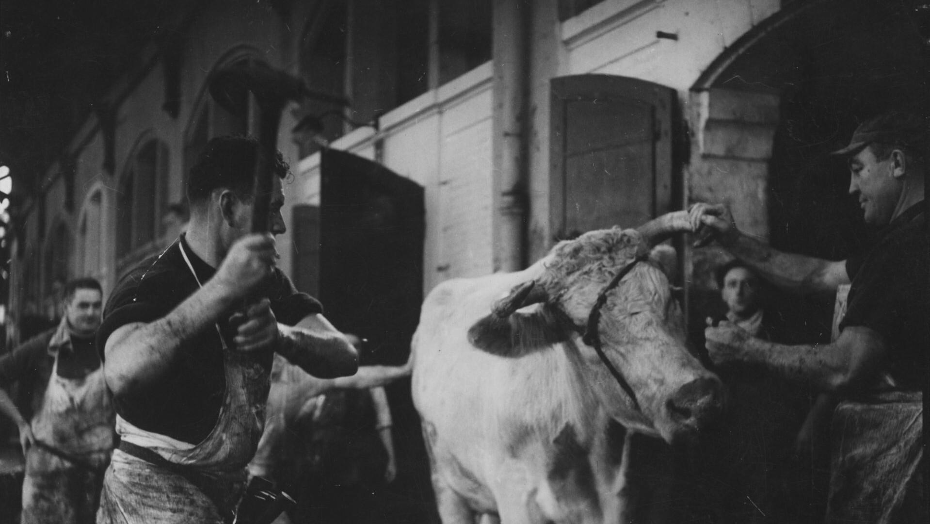 Backdrop for Blood of the Beasts