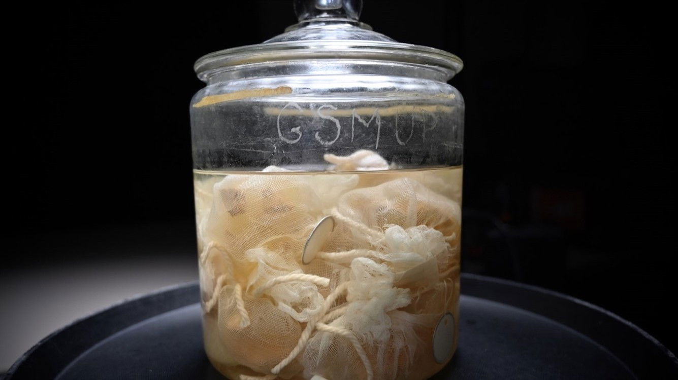 Backdrop for The Man Who Stole Einstein's Brain