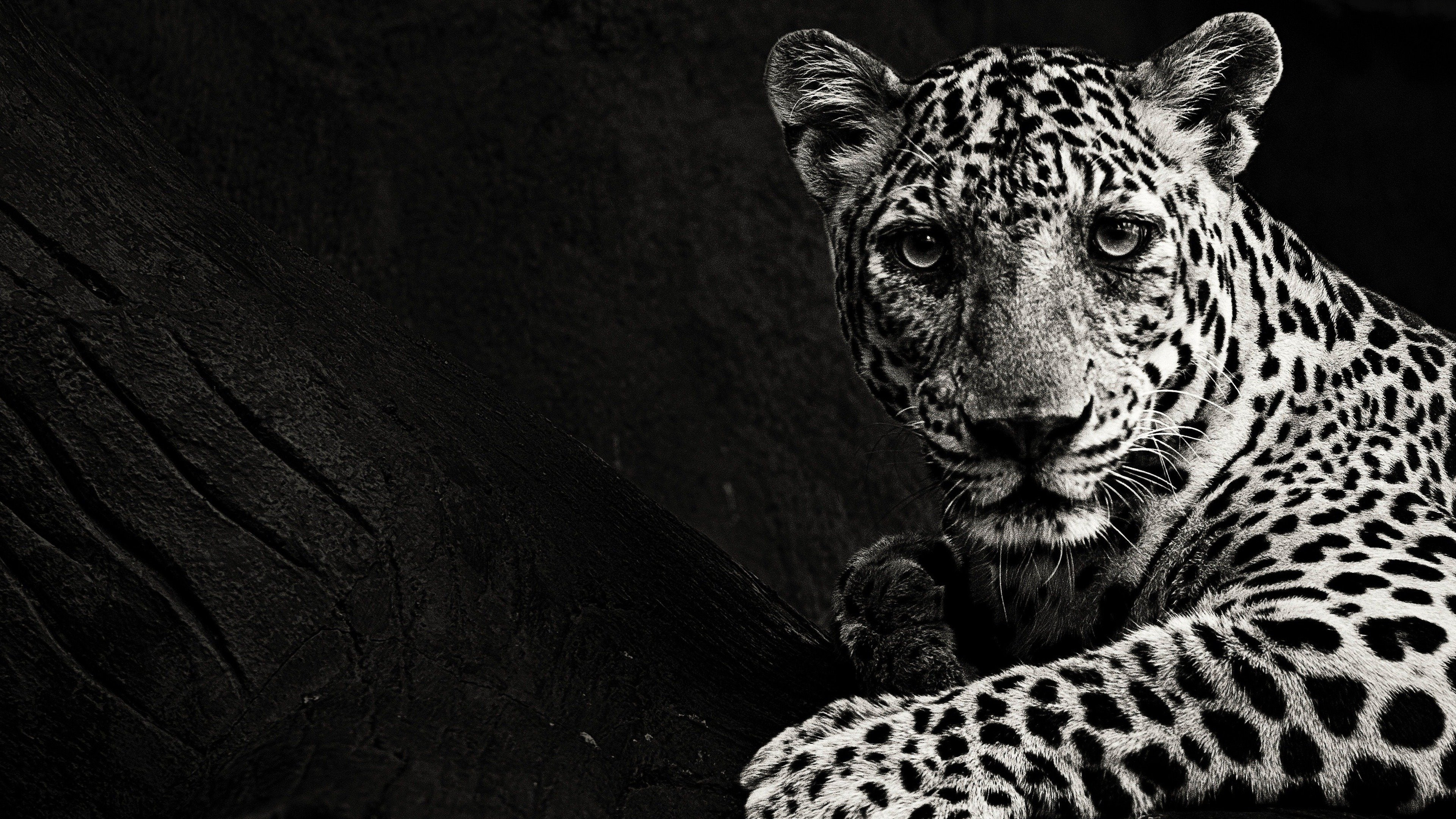 Backdrop for Hunt for the Shadow Cat